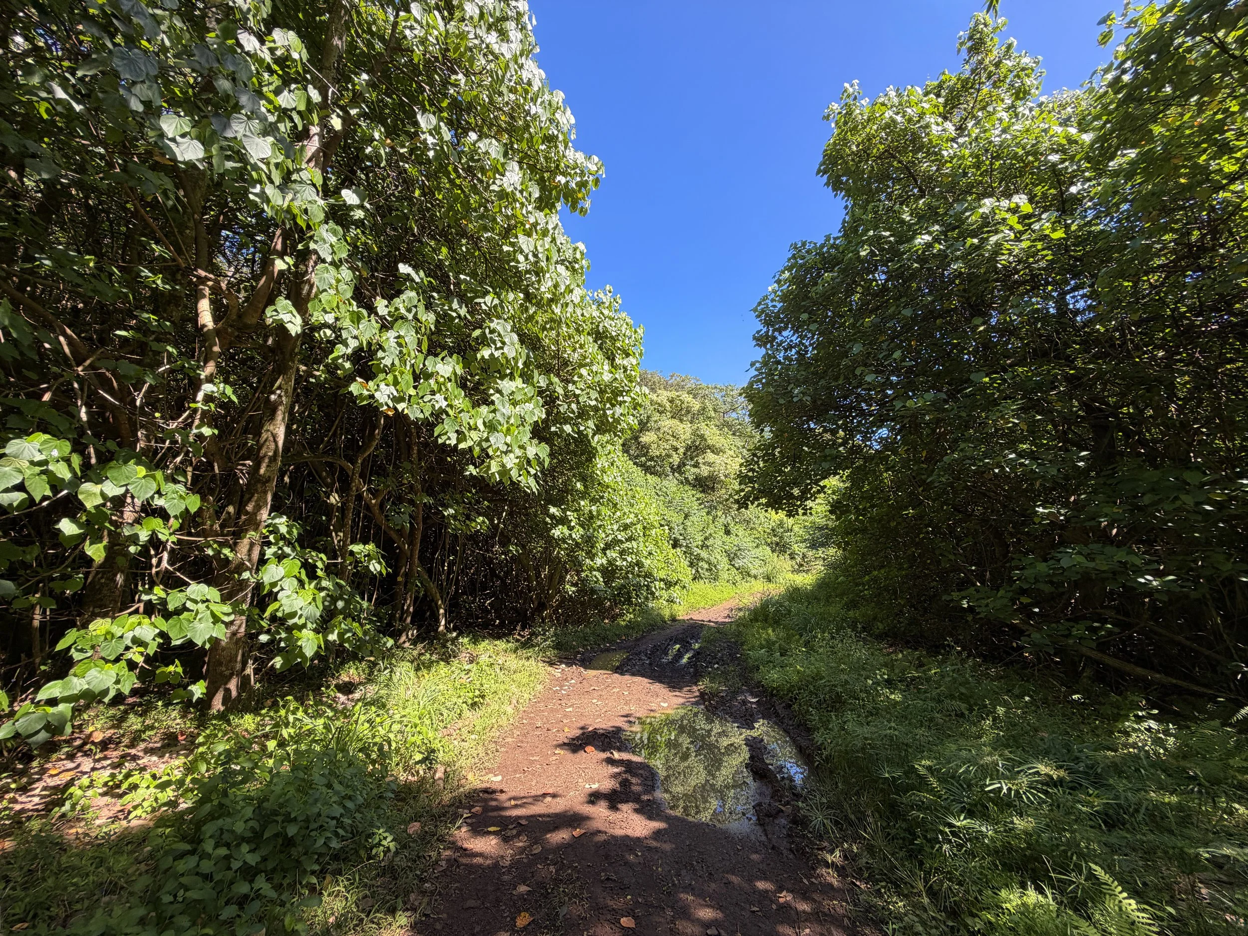 Kulanaahane Trail Oahu Hawaii