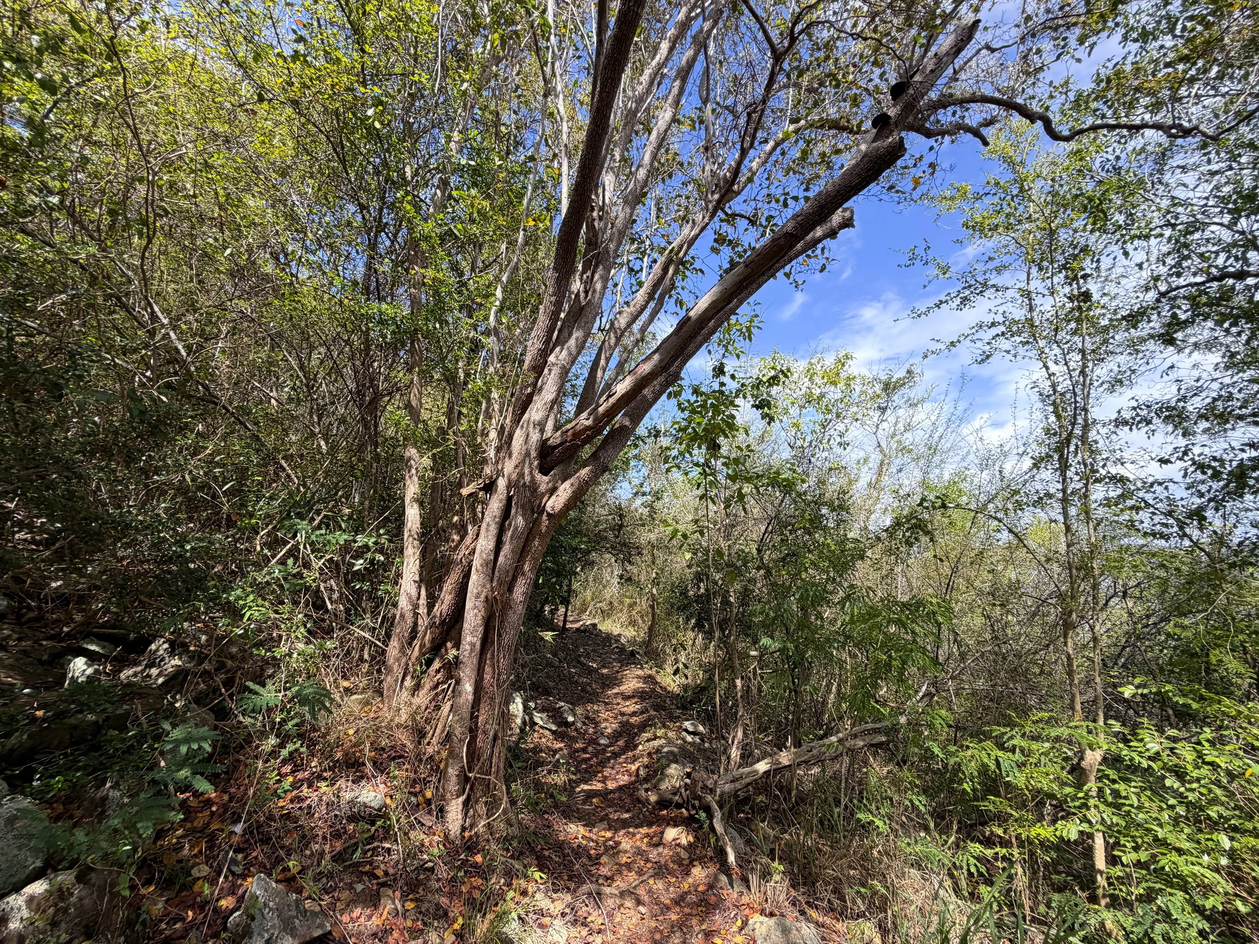 Upper Lind Point Hike Virgin Islands National Park