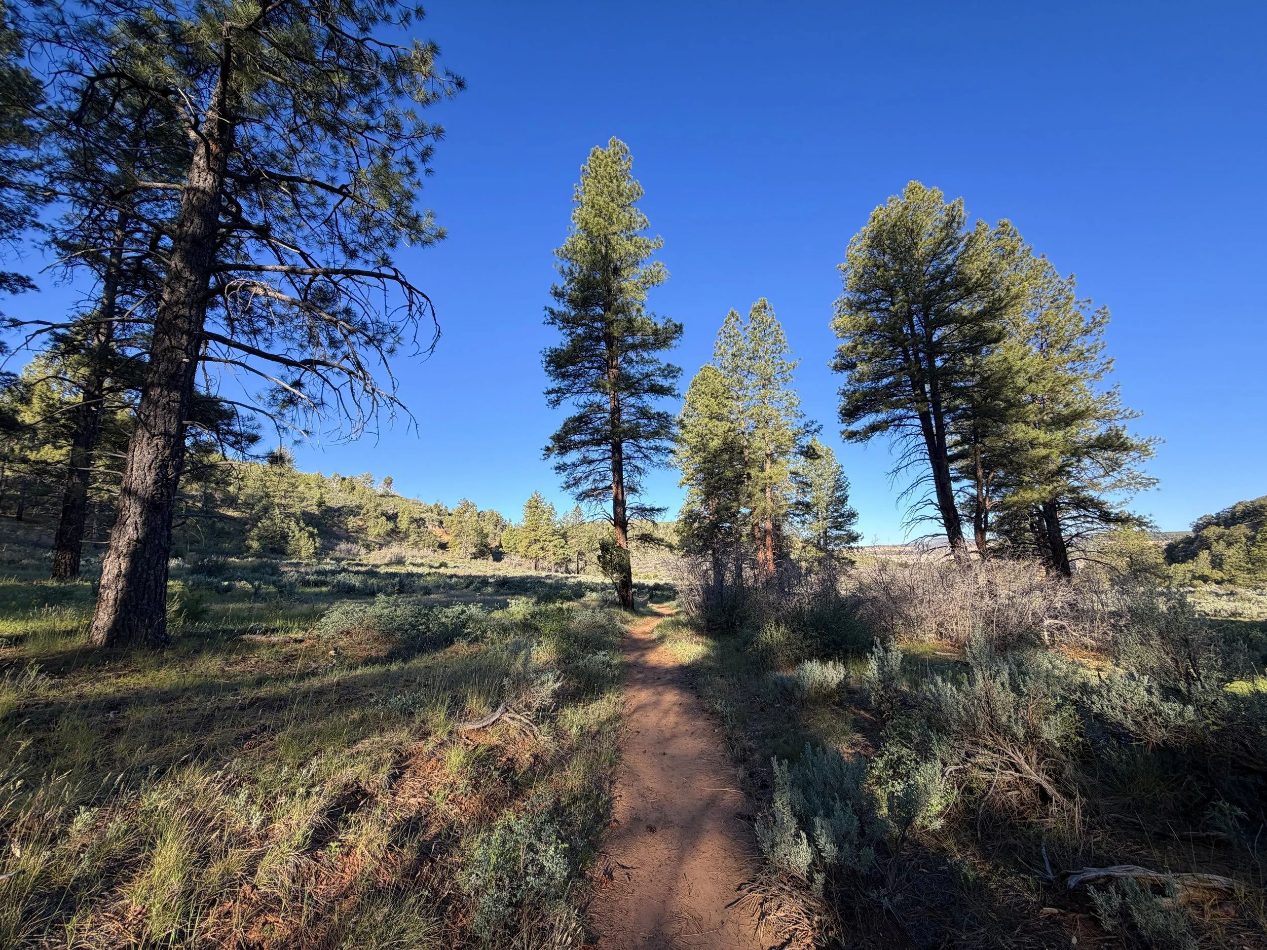 Deertrap Mountain Trail Zion National Park Utah