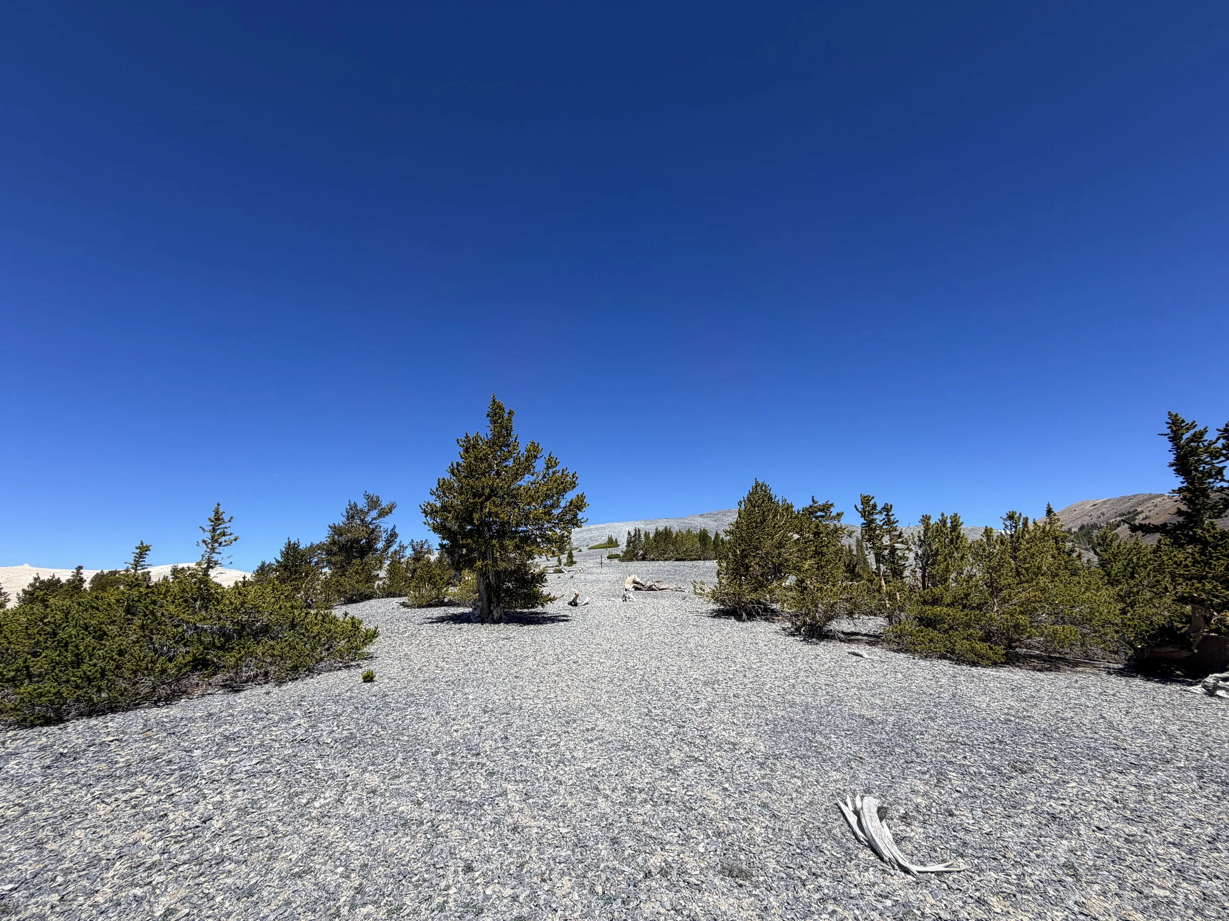 Magic Grove Snake Divide Trail Great Basin National Park Nevada
