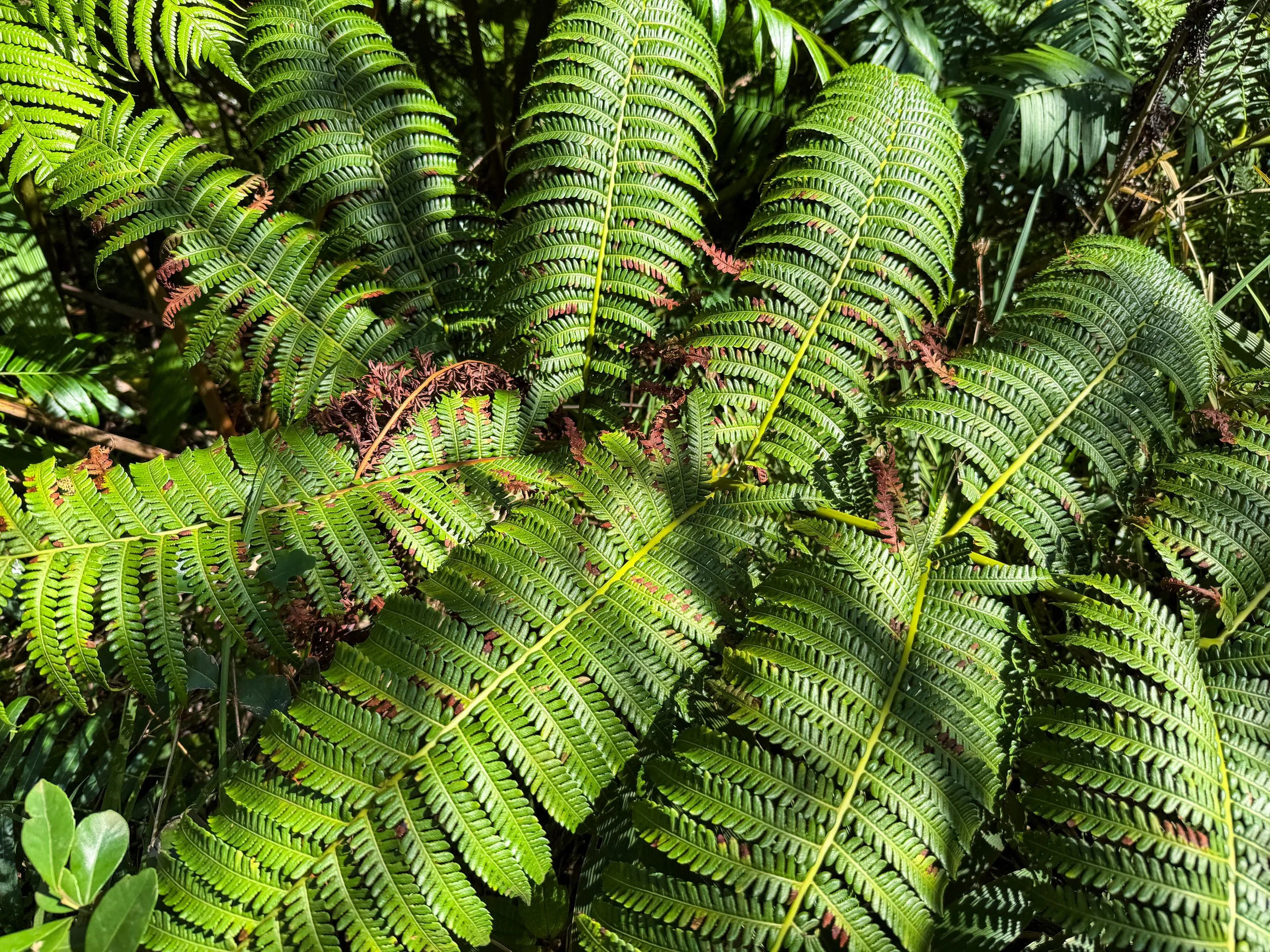 Hapuu Cibotium glaucum