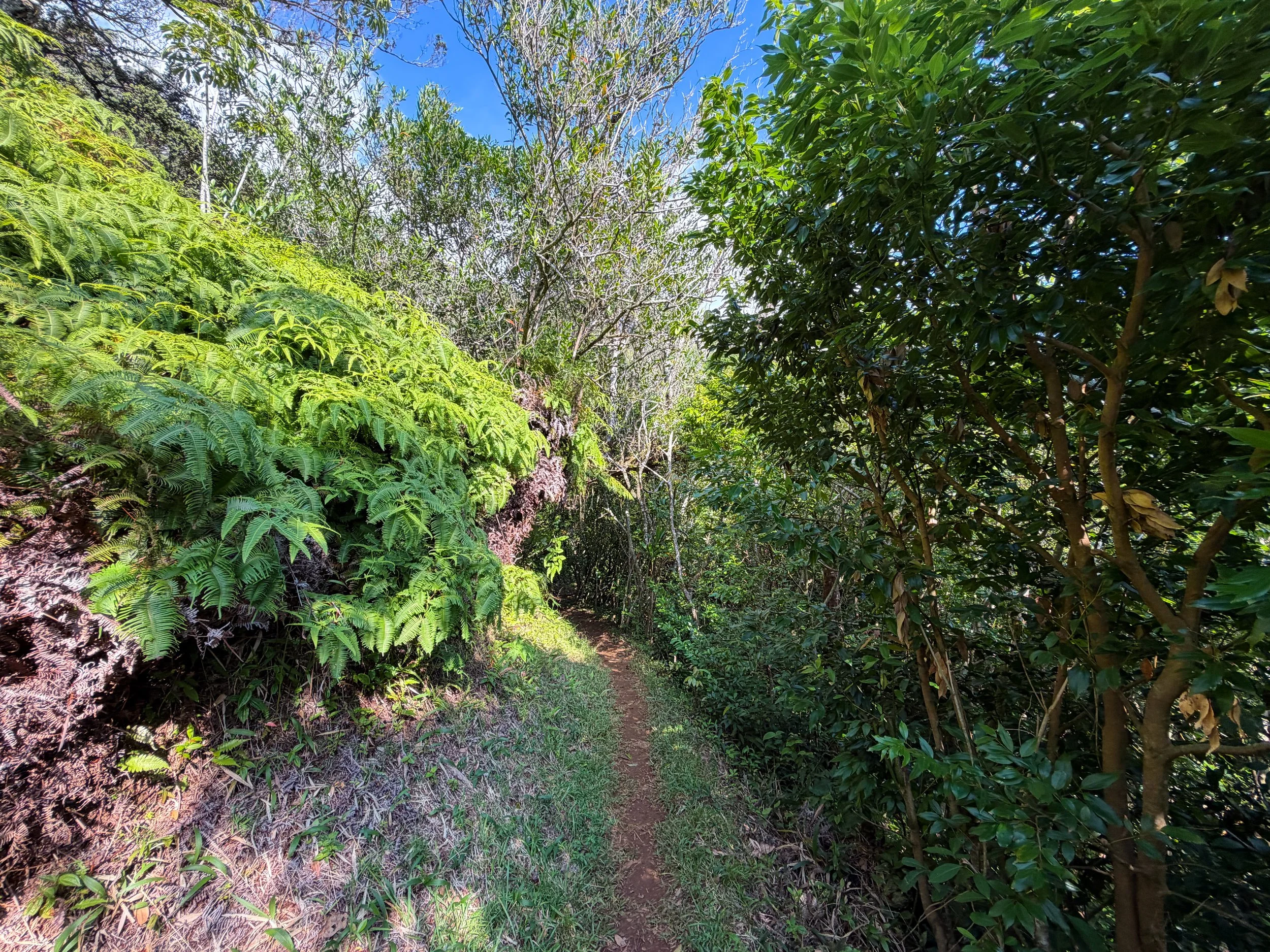 Nuuanu Trail Oahu Hawaii