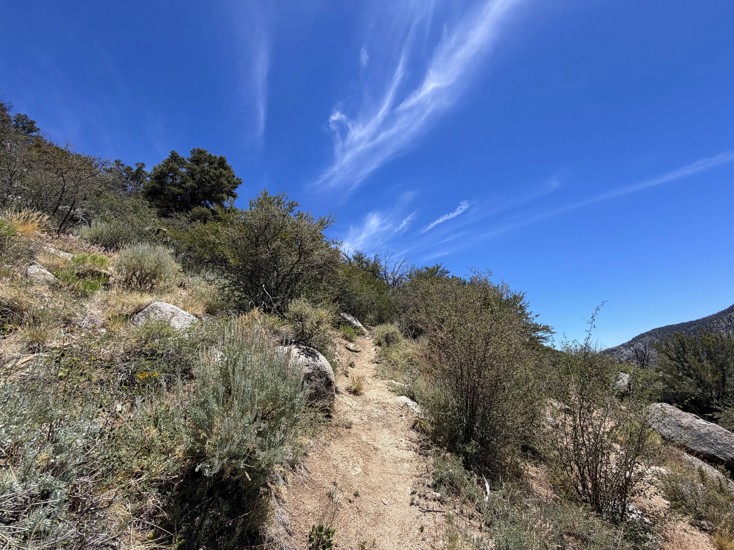 Serviceberry Loop Trail Great Basin National Park Nevada