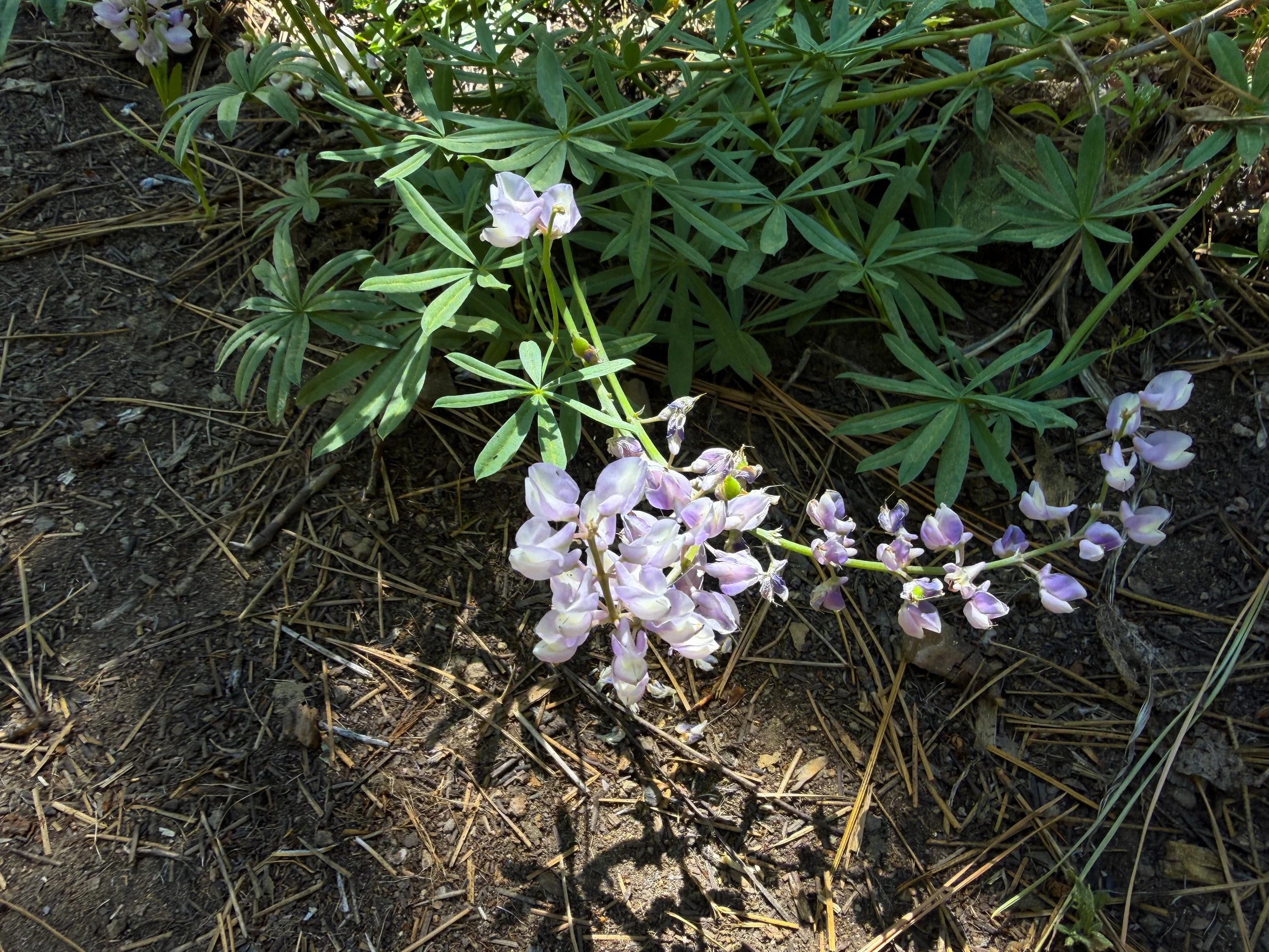 Lupine Flowers Lake Tahoe Nevada