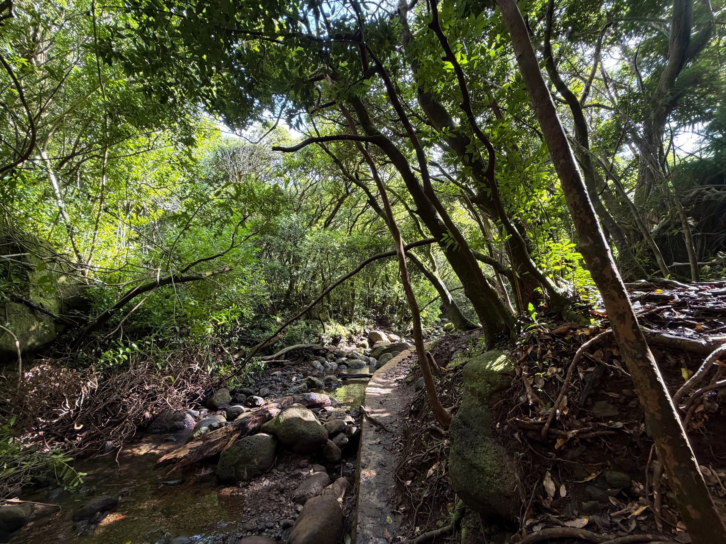 Lulumahu Falls Trail Dam Oahu Hawaii