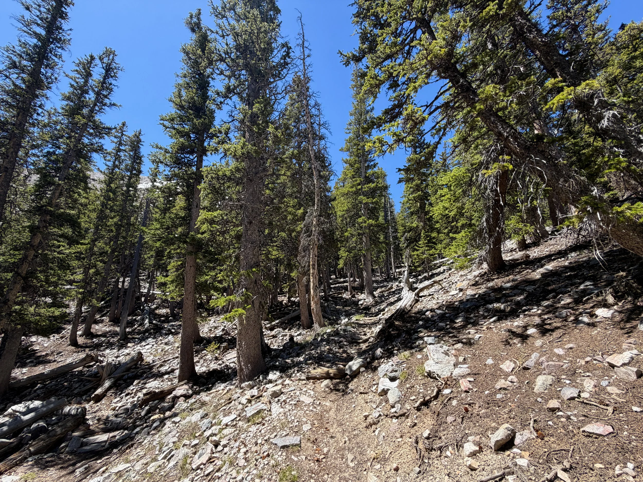 Baker Lake Trail Great Basin National Park Nevada