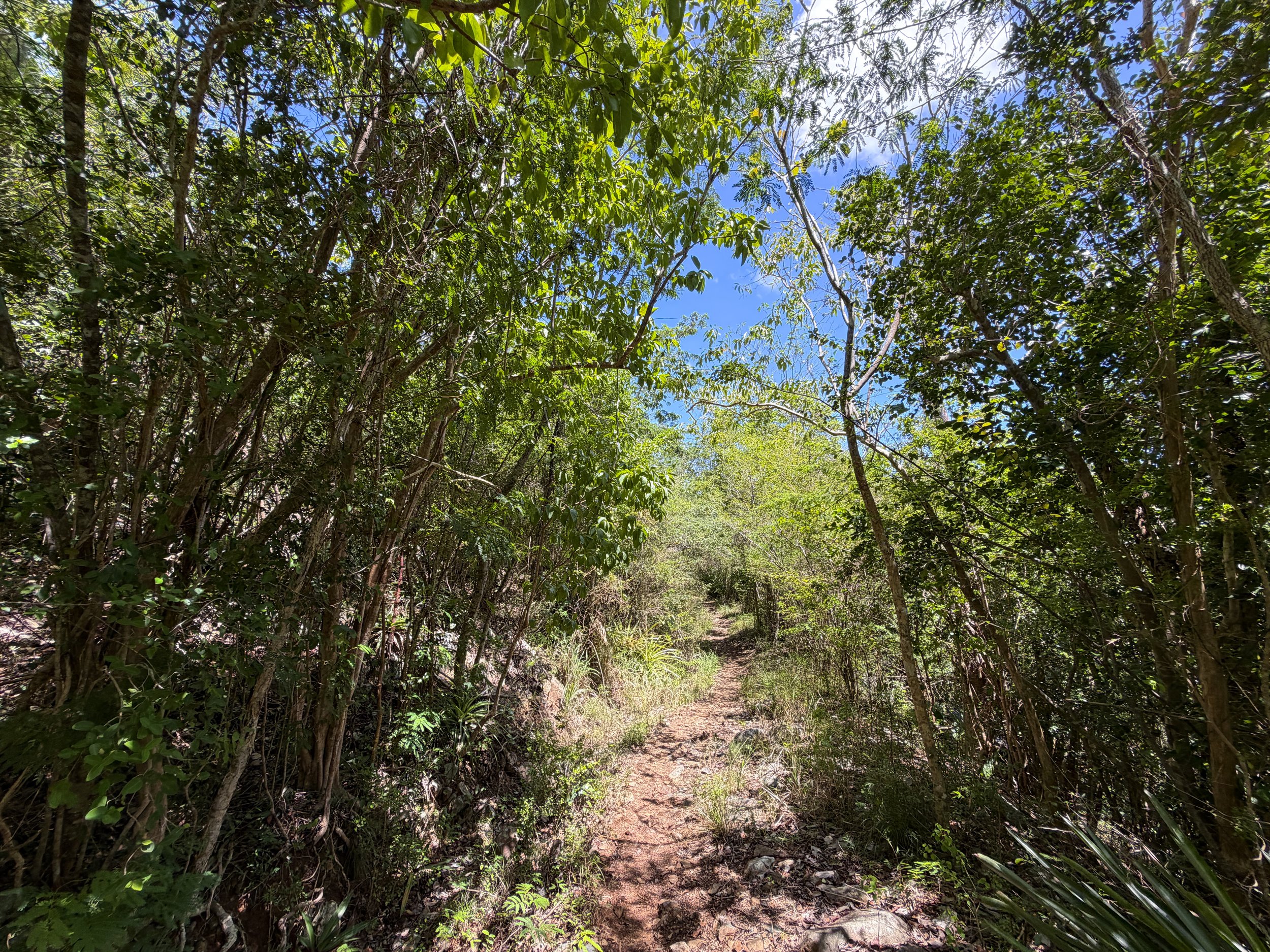 LEsperance Hike Virgin Islands National Park