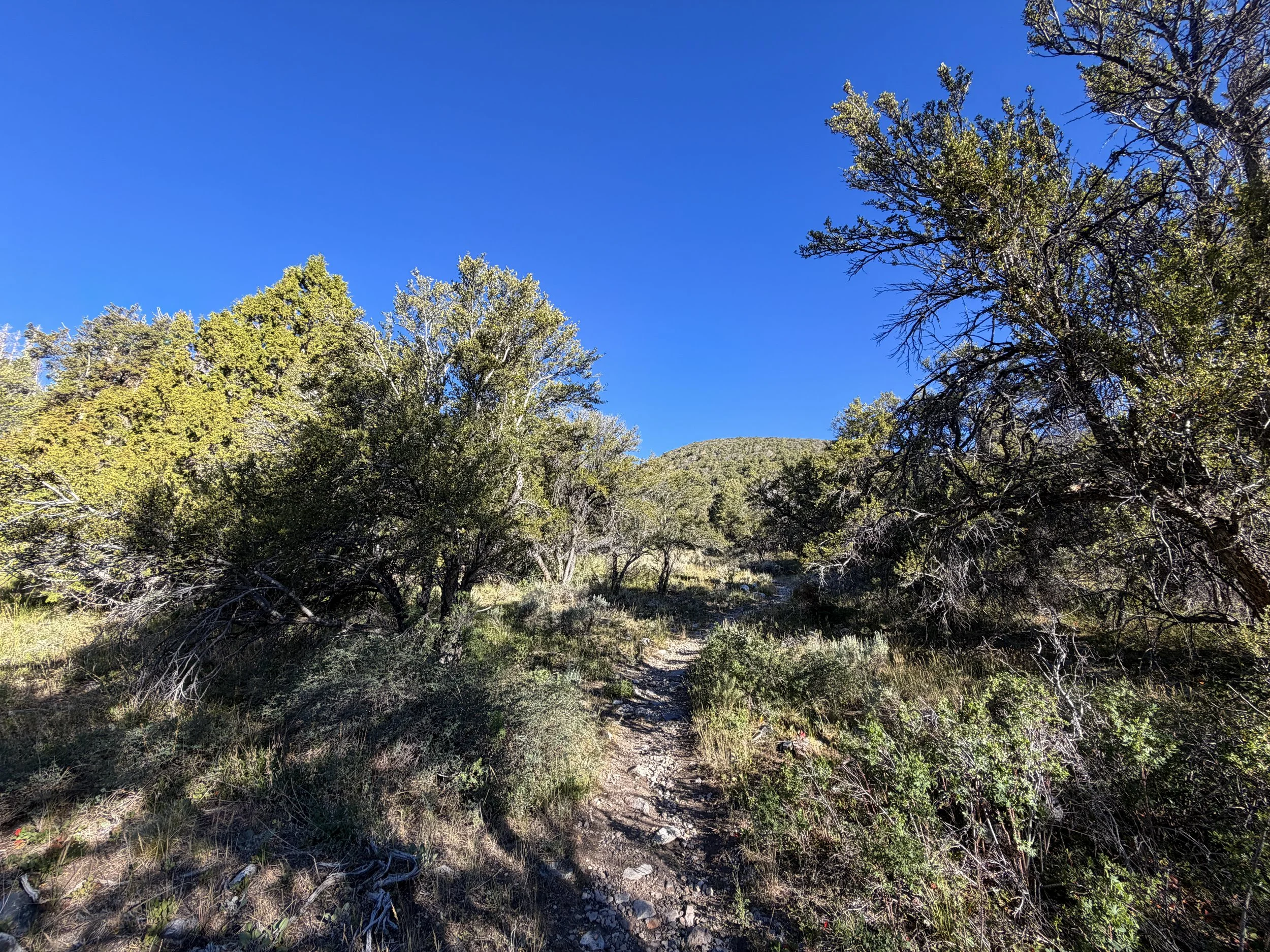 Lehman Creek Hike Great Basin National Park Nevada