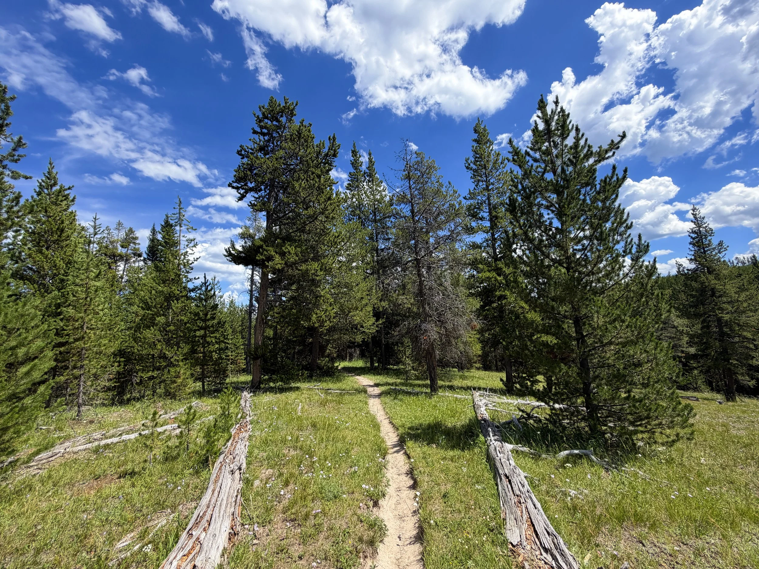 Yellowstone Lake Overlook Trail Yellowstone National Park Wyoming