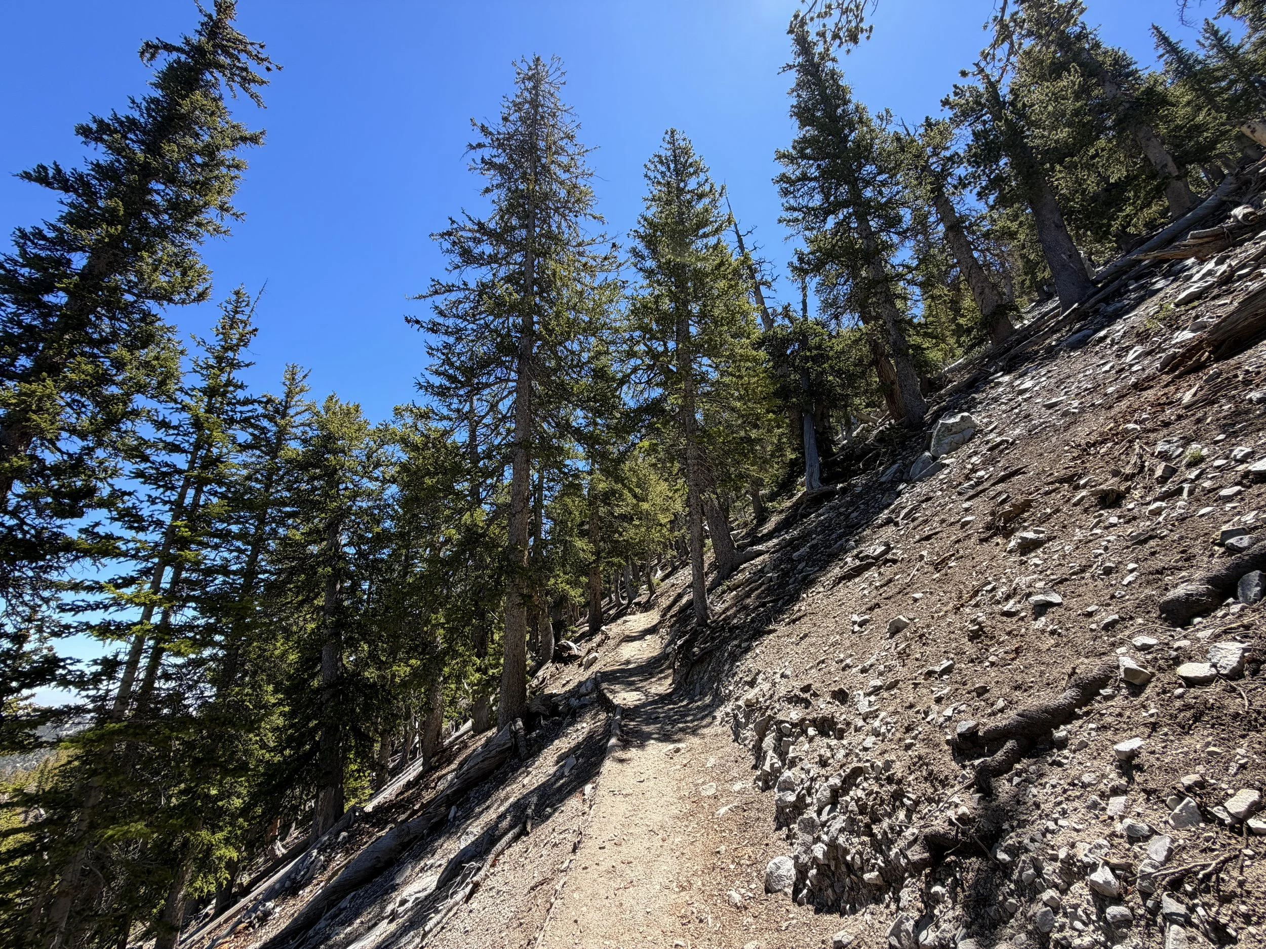 Bristlecone Pine Trail Great Basin National Park Nevada