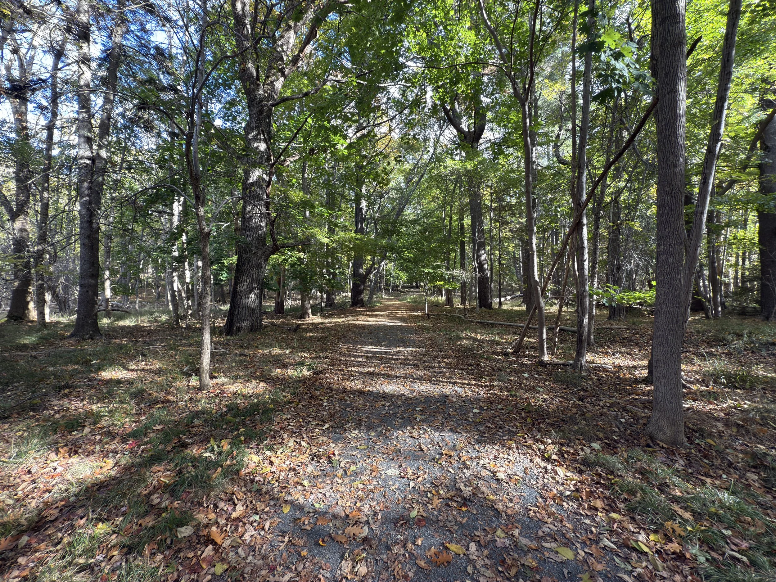 Hiking the Compass Harbor Trail in Acadia National Park — noahawaii