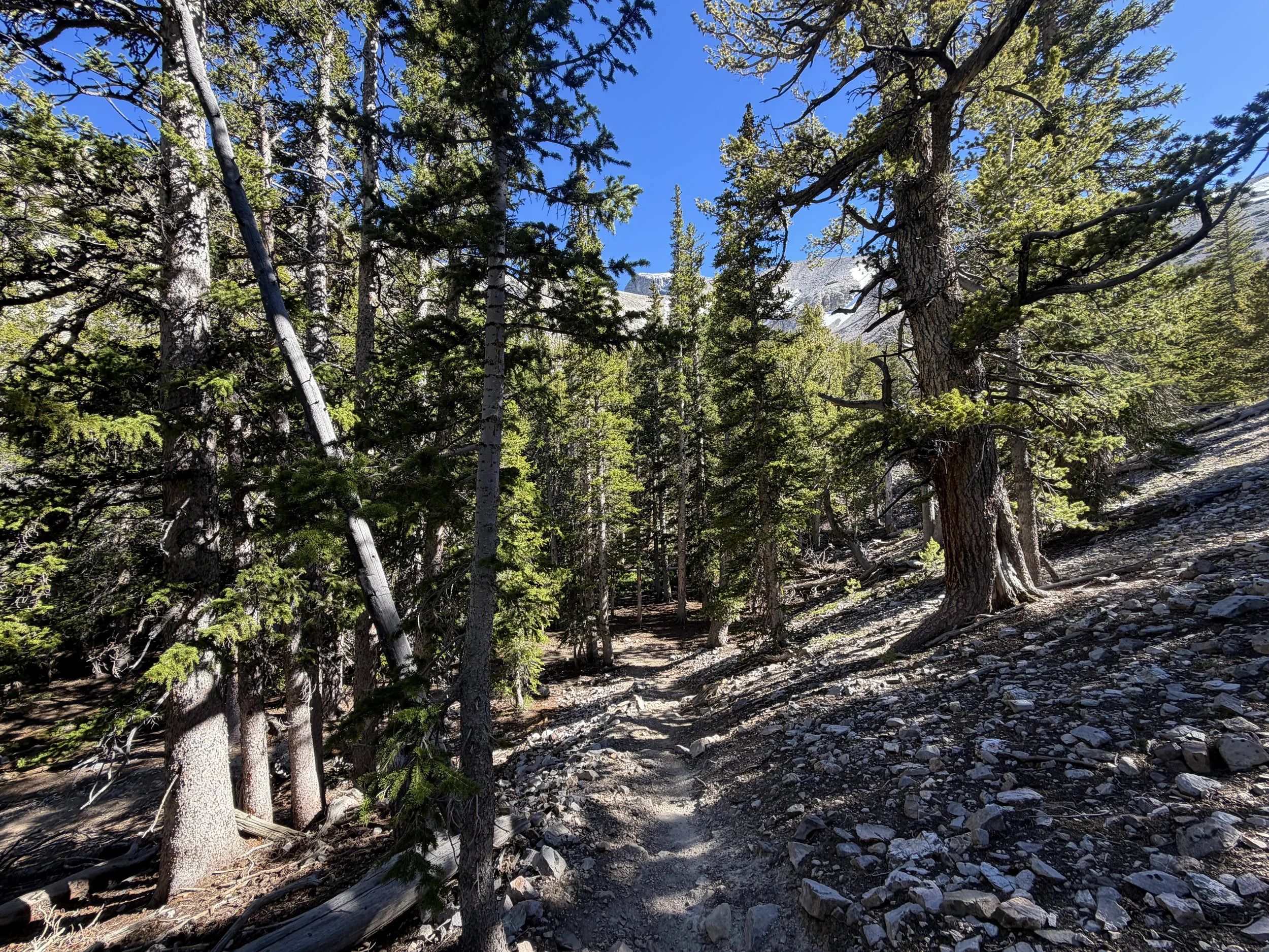 Alpine Lakes Loop Trail Great Basin National Park Nevada