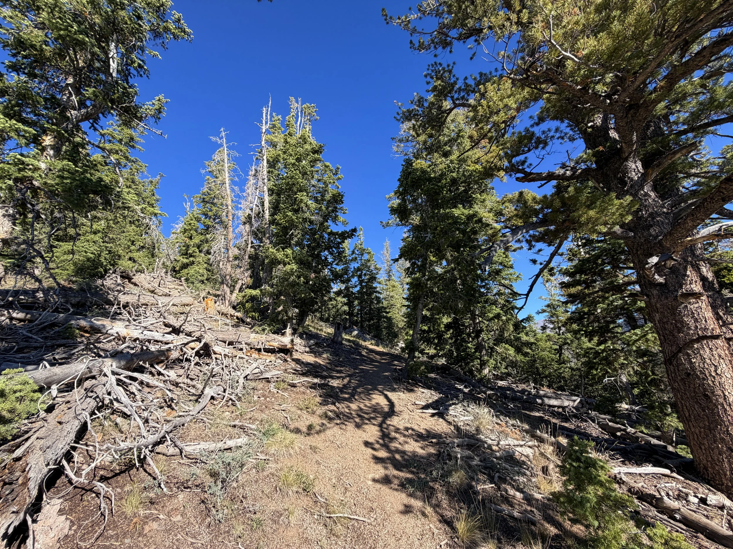 Snake Divide Trail to Mt. Washington Great Basin National Park Nevada