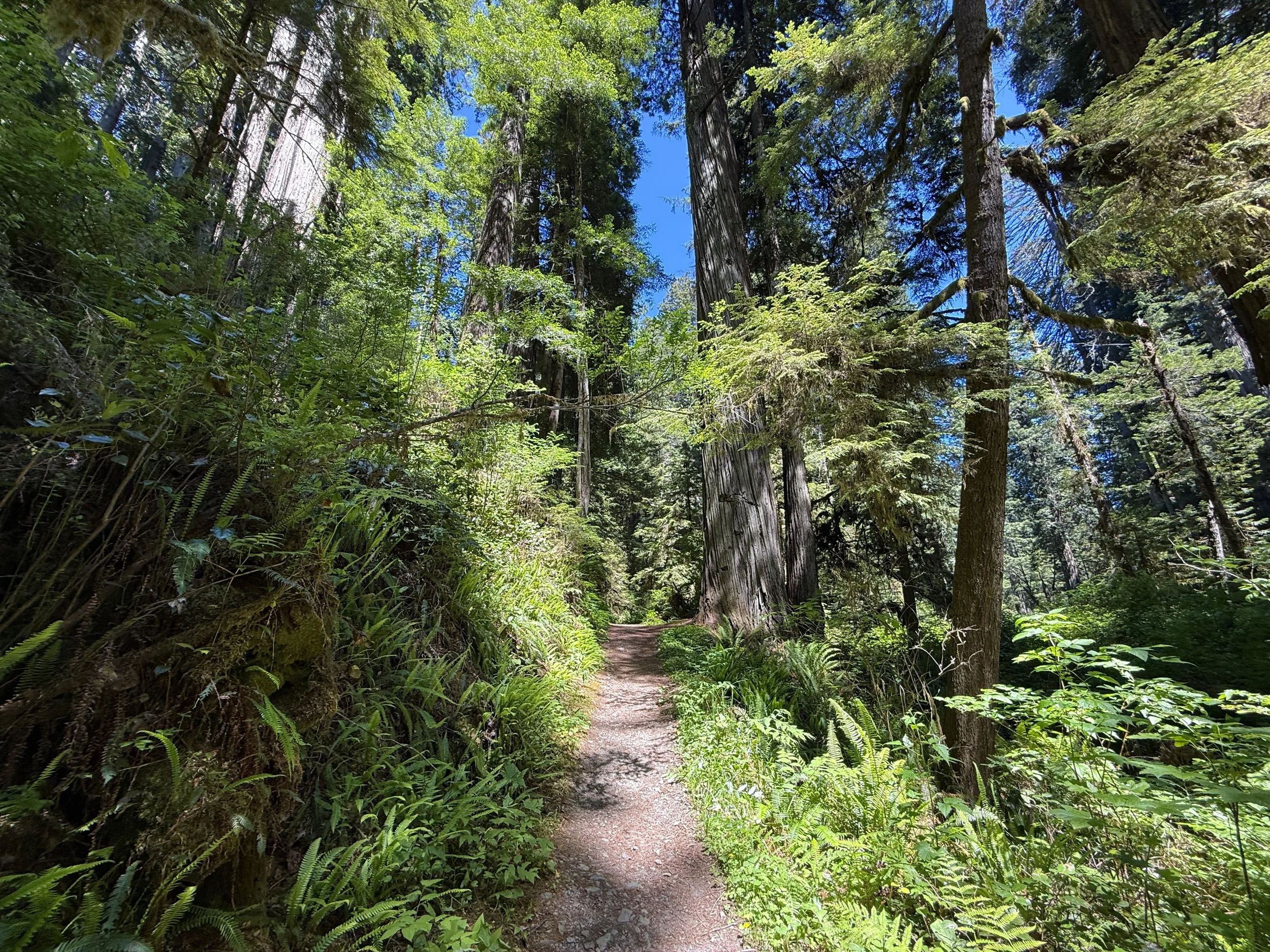 Ossagon Trail Prairie Creek Redwoods State Park California