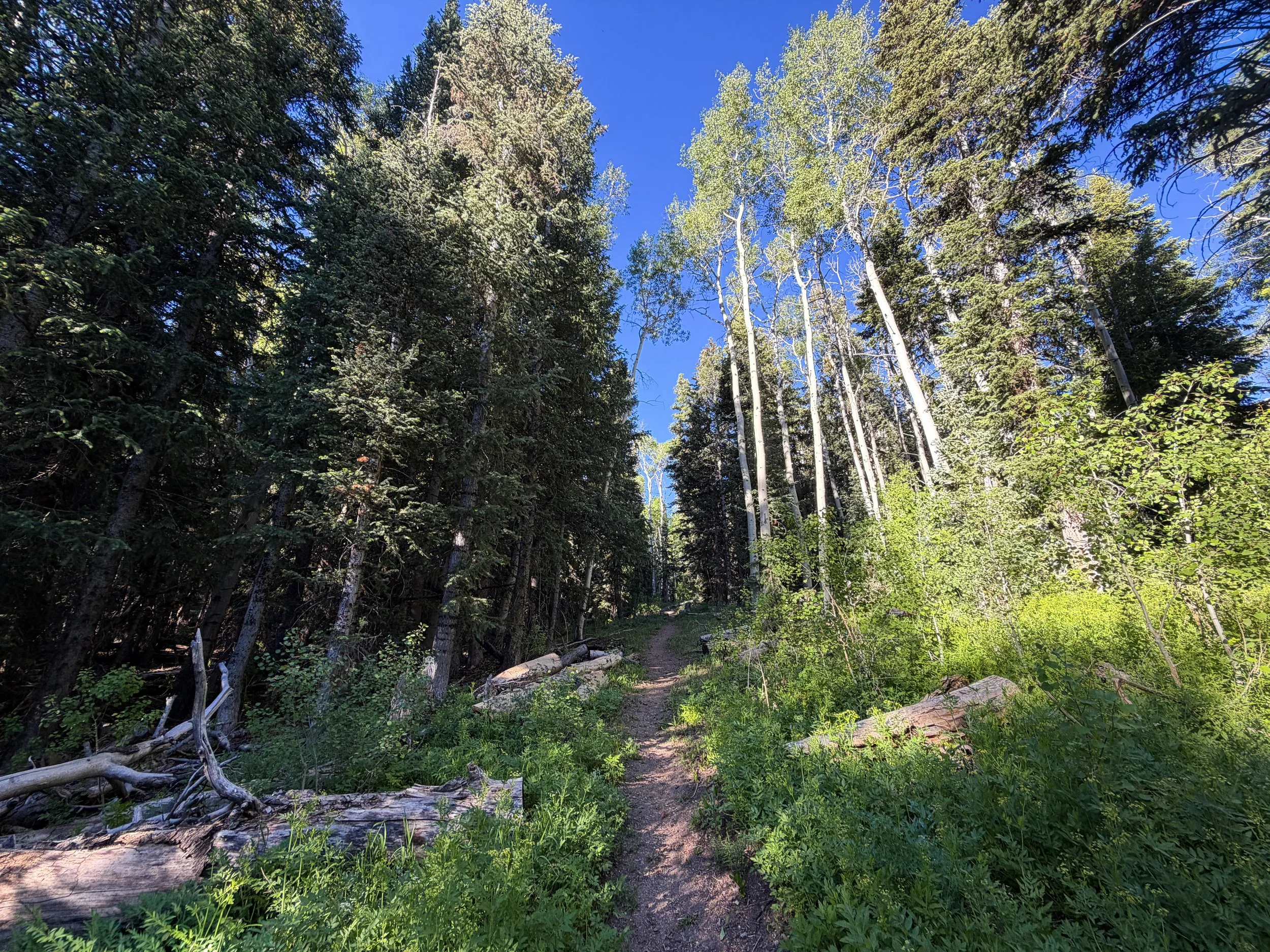 Upper Strawberry Creek Trail Great Basin National Park Nevada