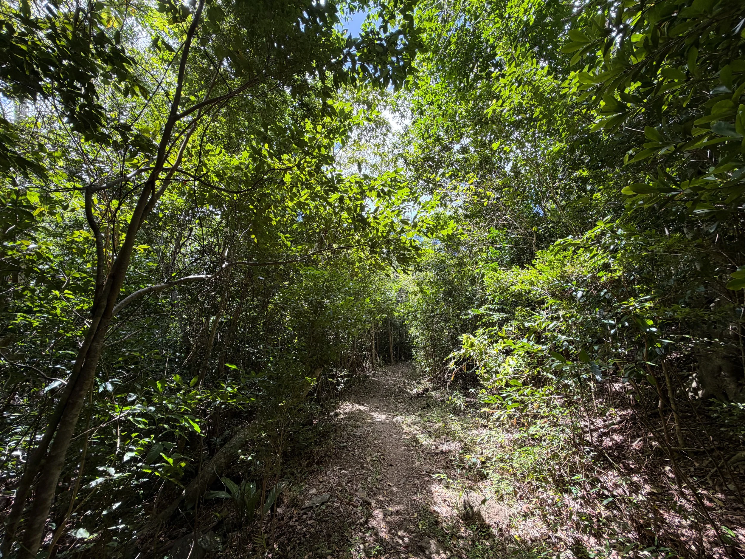 LEsperance Trail Virgin Islands National Park