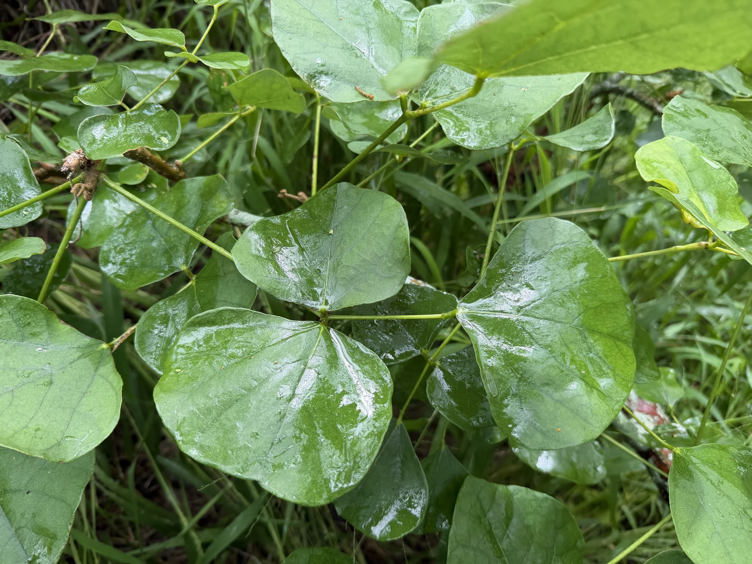 Wiliwili Erythrina sandwicensis
