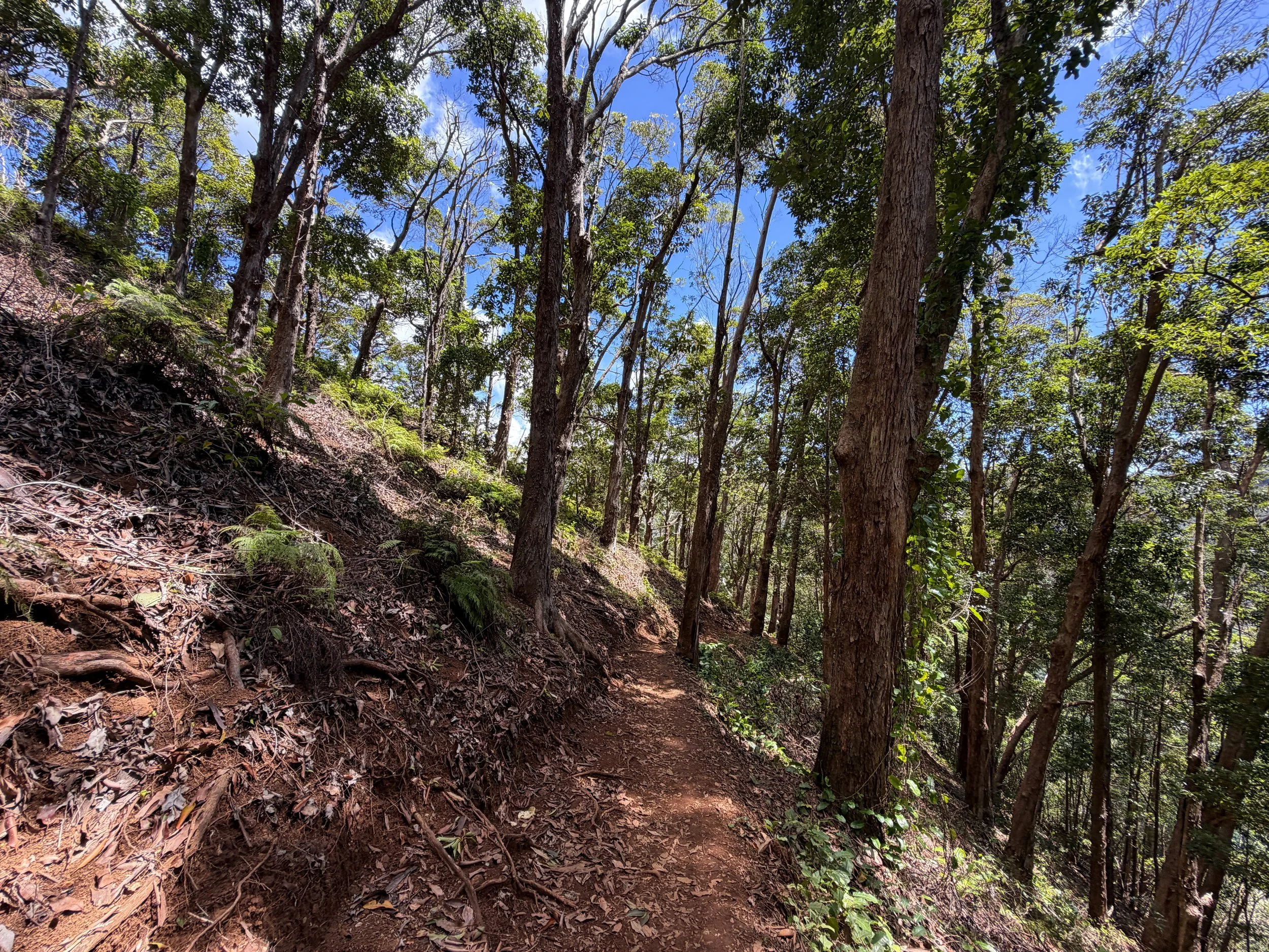 Waimano Falls Trail Oahu Hawaii