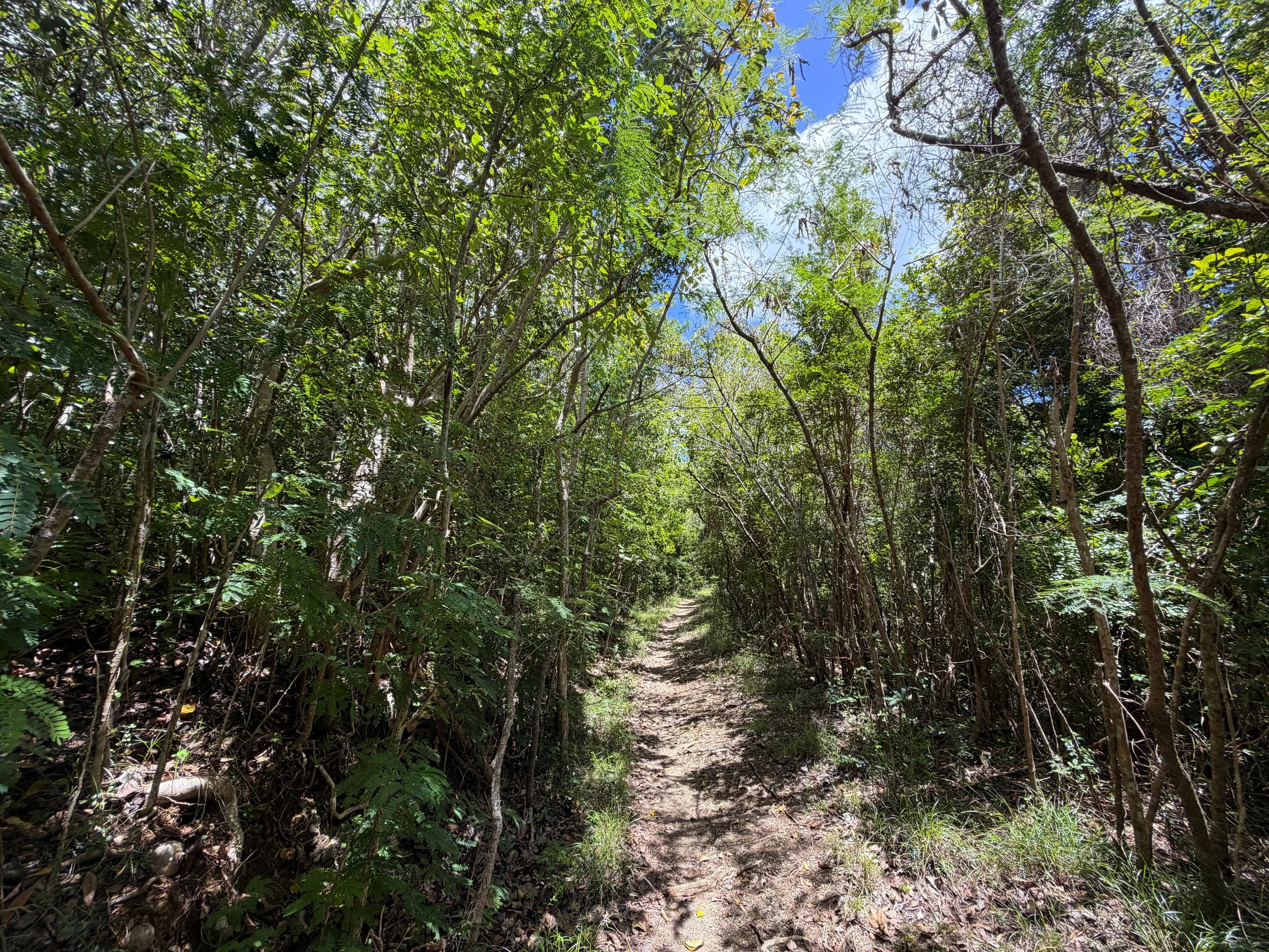 LEsperance Trail Virgin Islands National Park