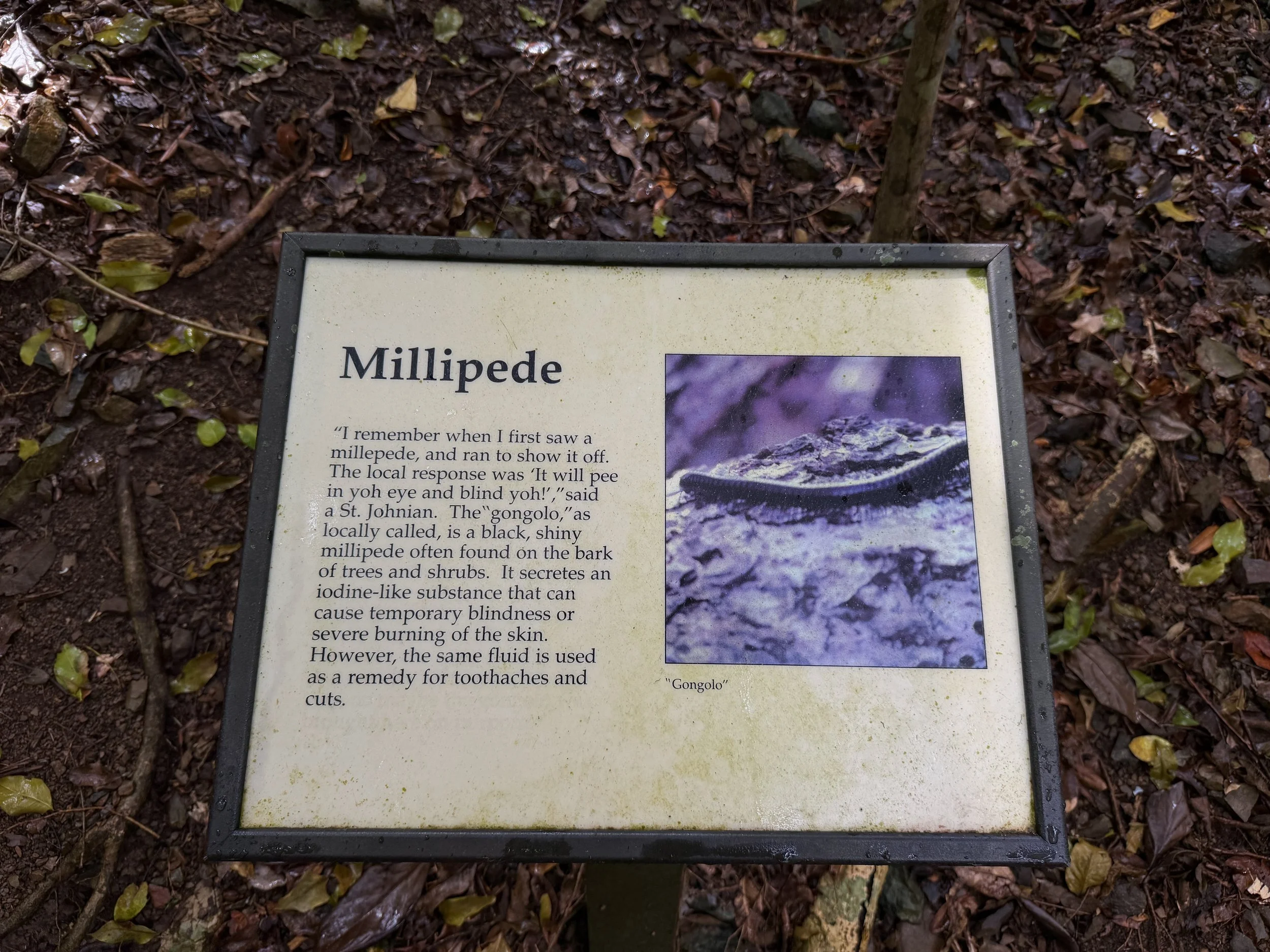 Cinnamon Bay Loop Trail Virgin Islands National Park