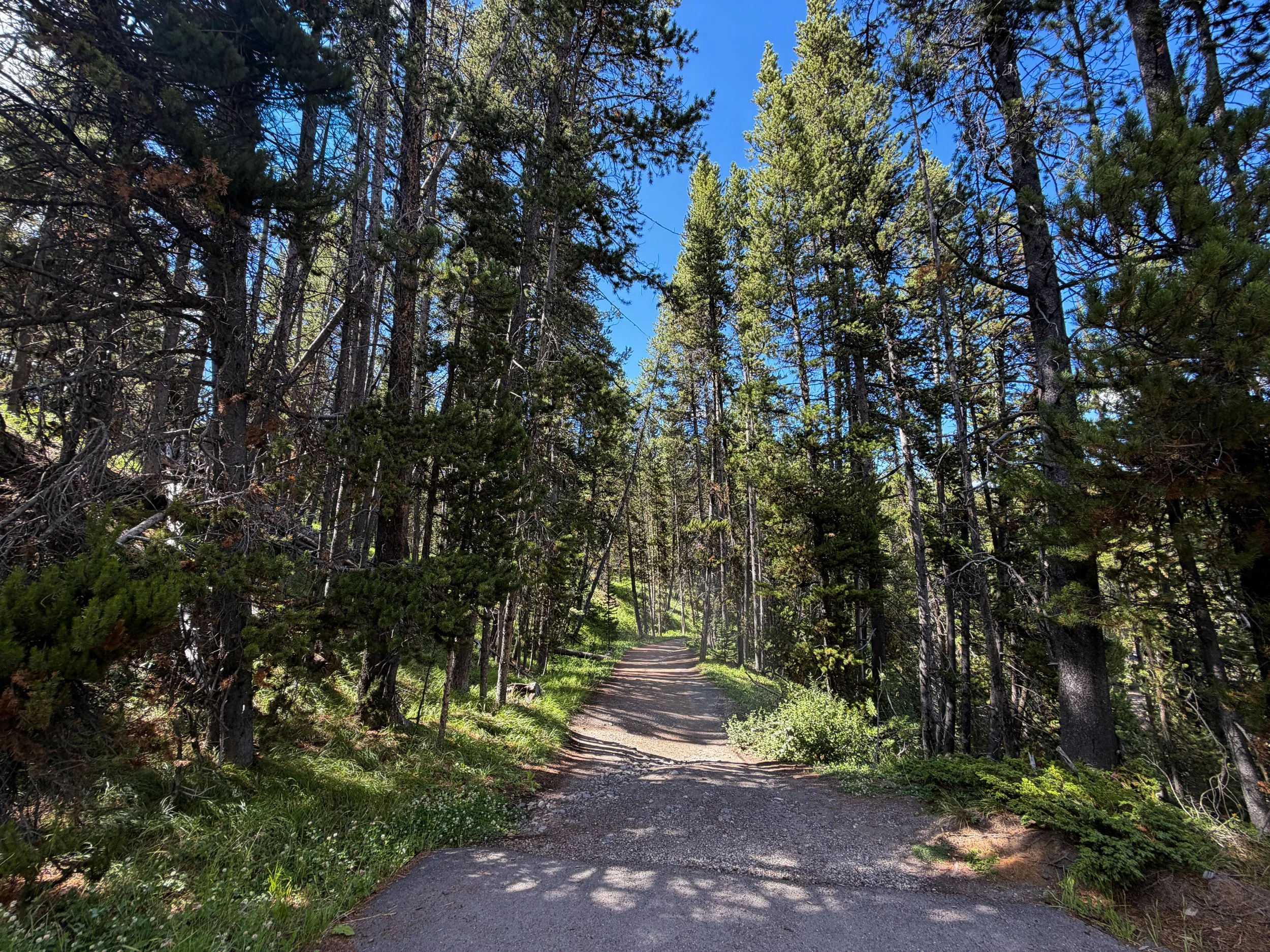 North Rim Trail Yellowstone National Park Wyoming