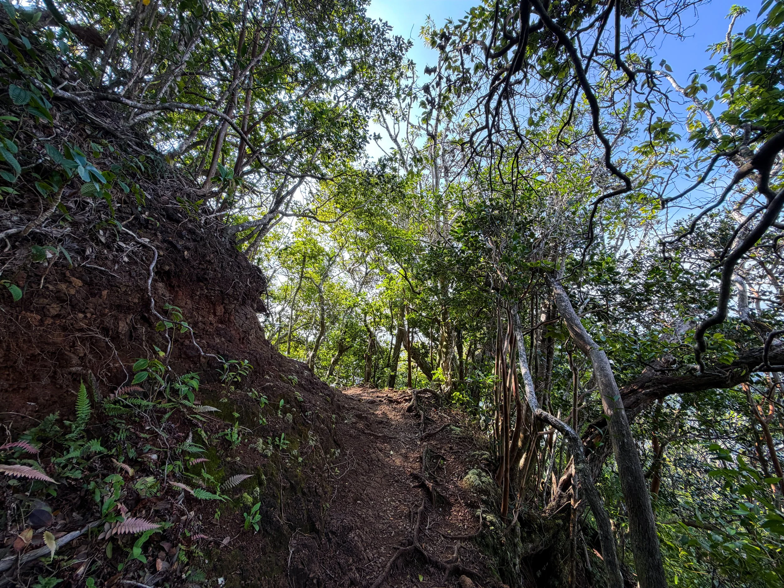 Nuuanu Trail Oahu Hawaii