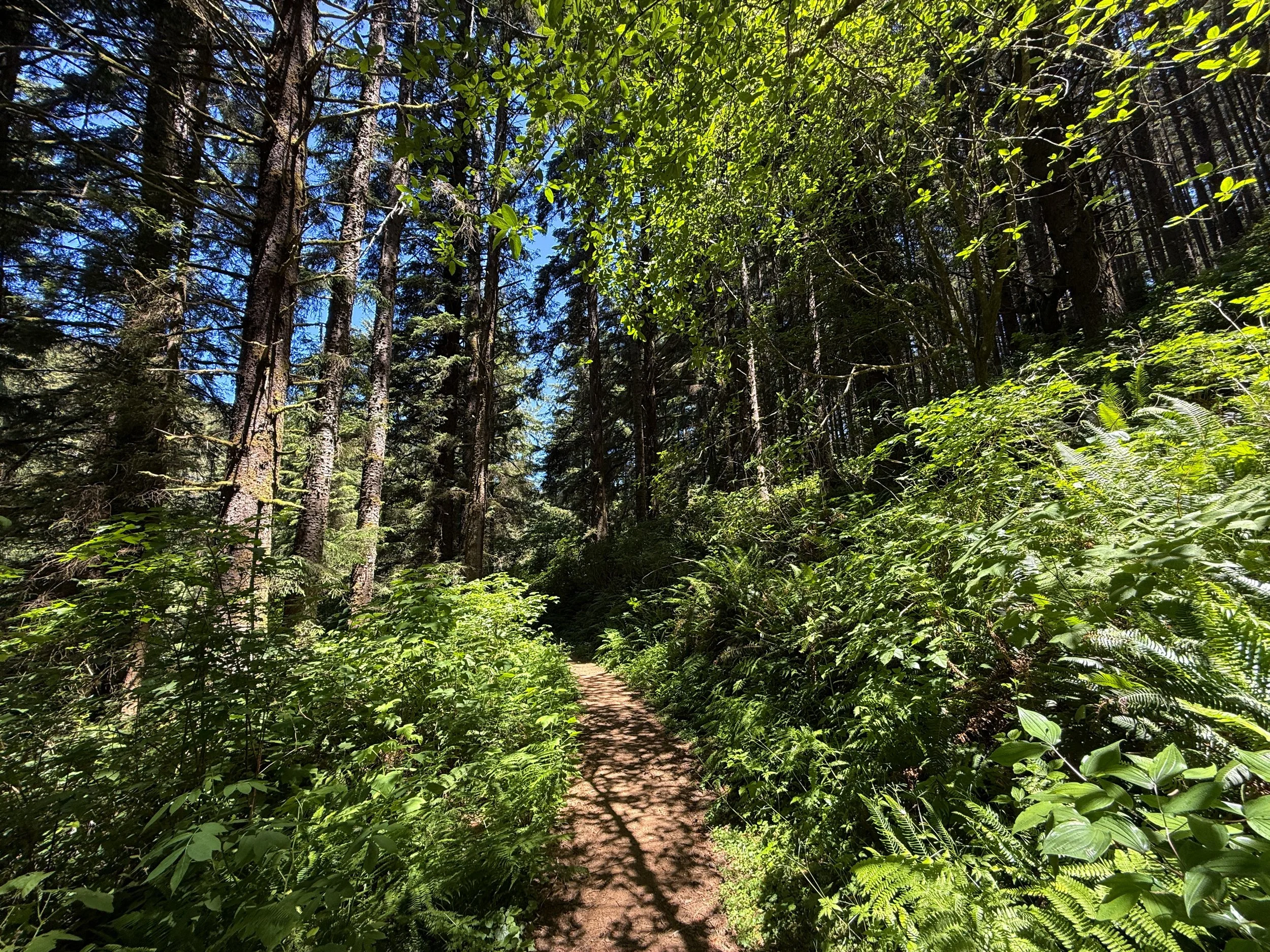 Ossagon Hike Prairie Creek Redwoods State Park California
