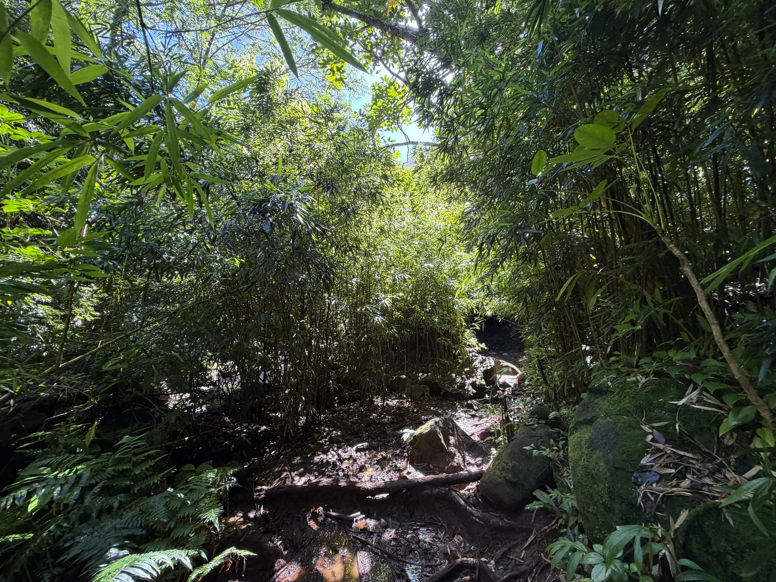 Judd Trail Oahu Hawaii
