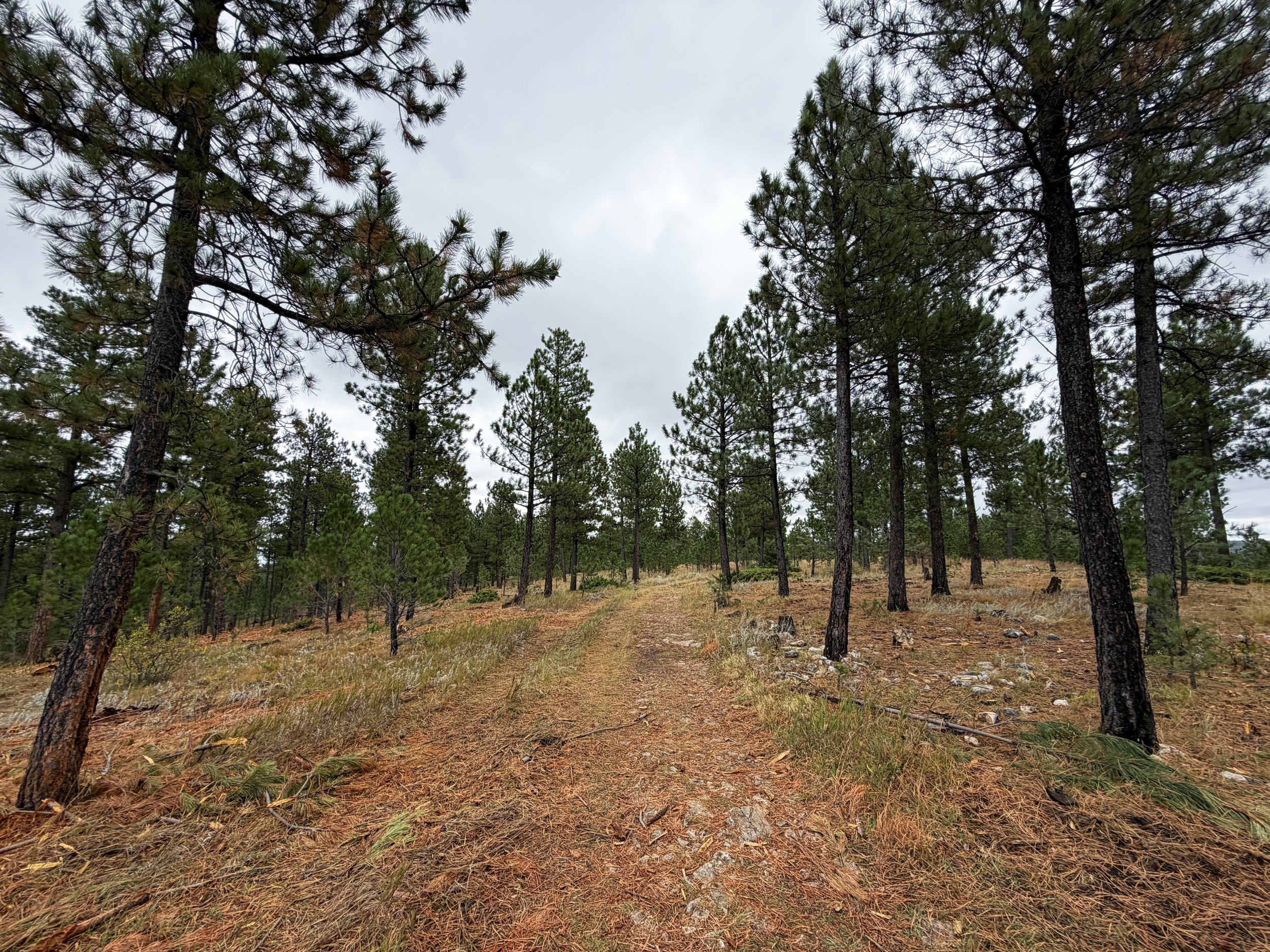 Buzzards Roost Loop Trail Black Hills Rapid City South Dakota