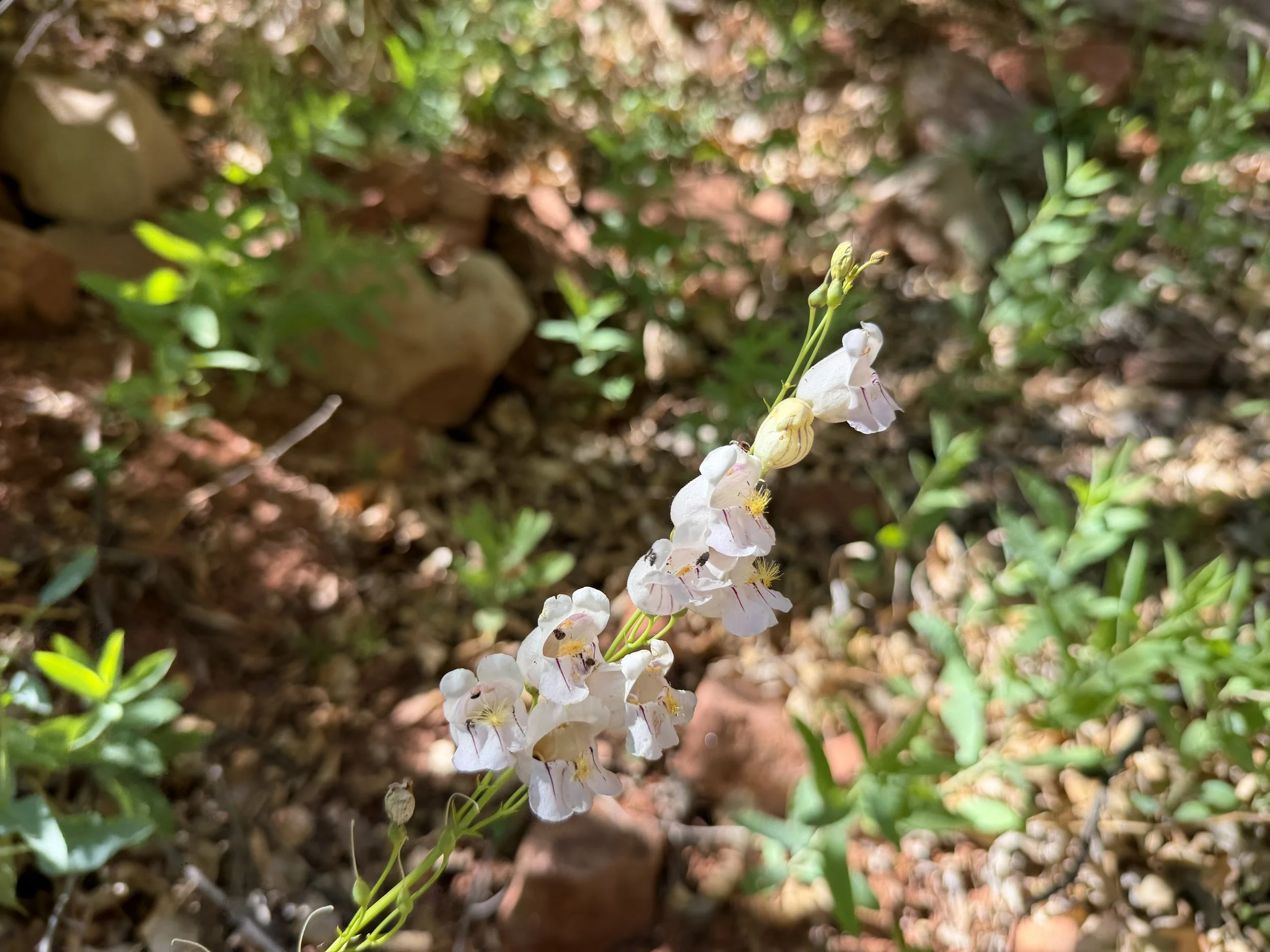 Palmers Penstemon Penstemon palmeri