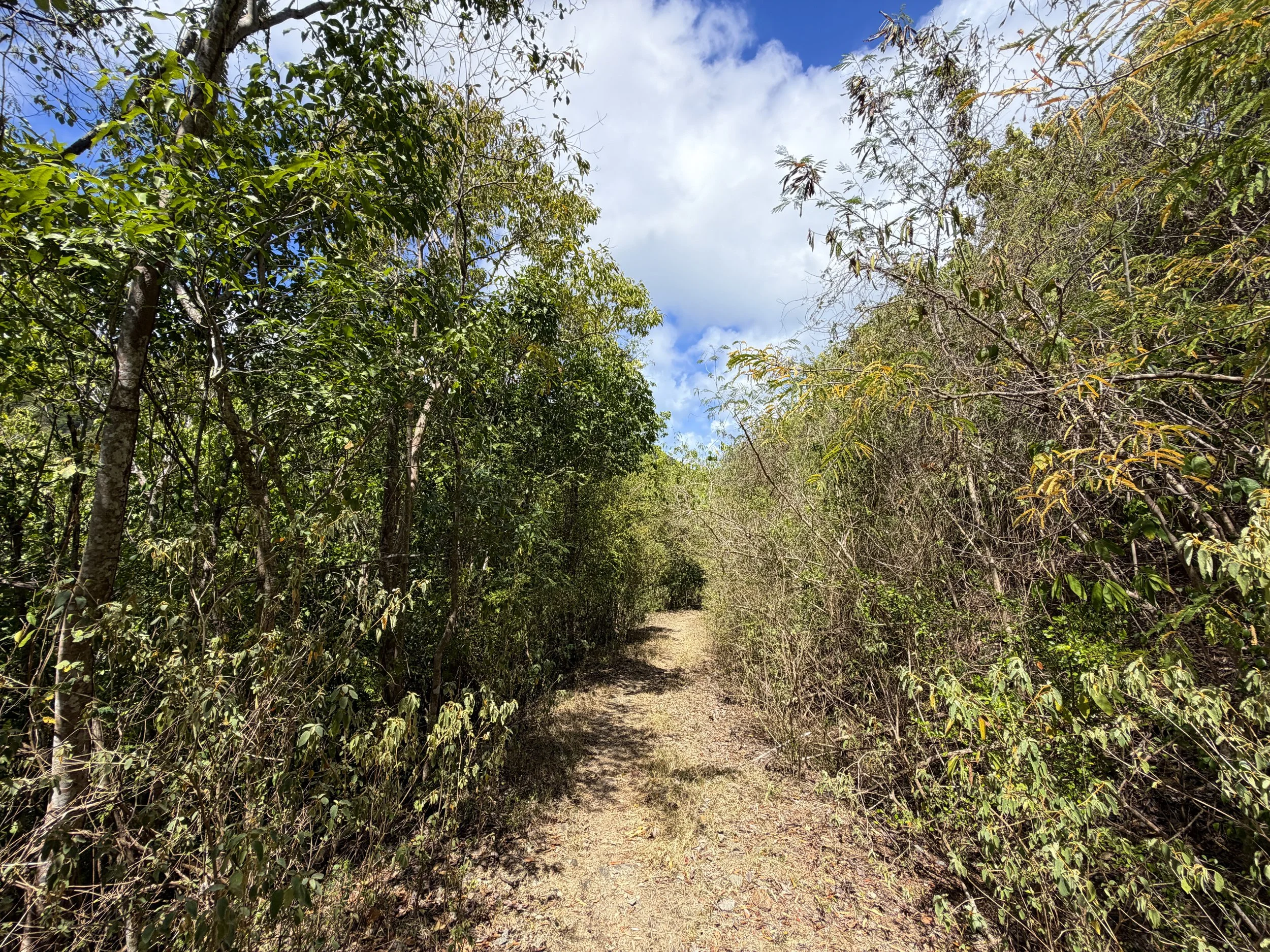 Johnny Horn Trail Virgin Islands National Park