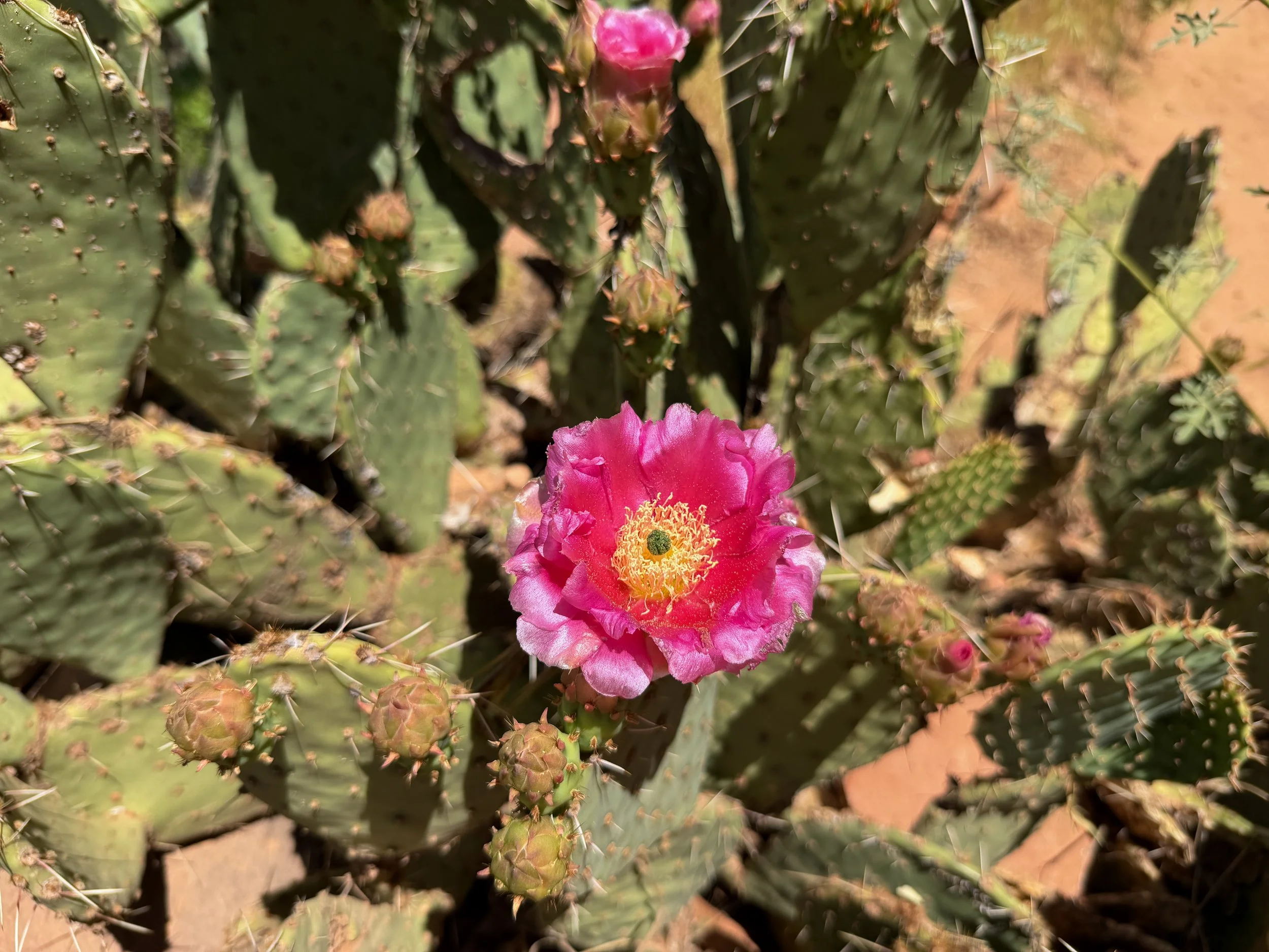 Beavertail Prickly Pear Opuntia basilaris