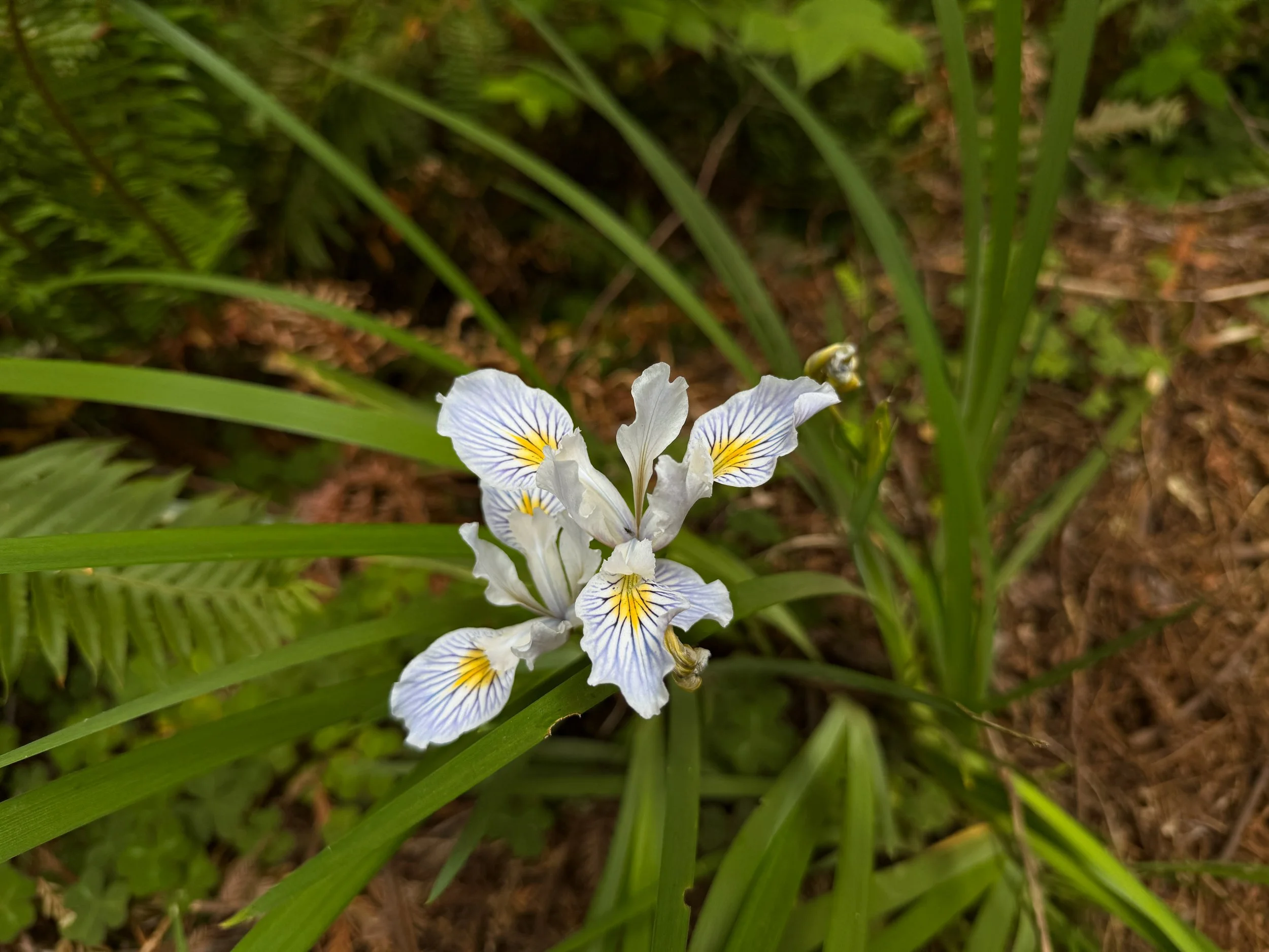 Douglas Iris douglasiana Flower