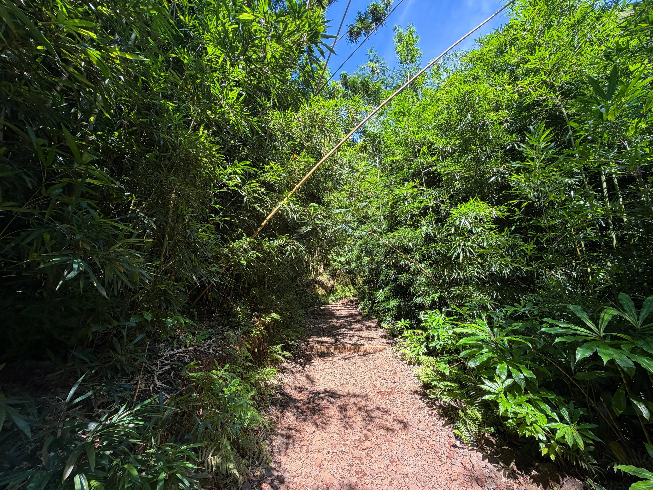 Manoa Falls Trail Oahu Hawaii