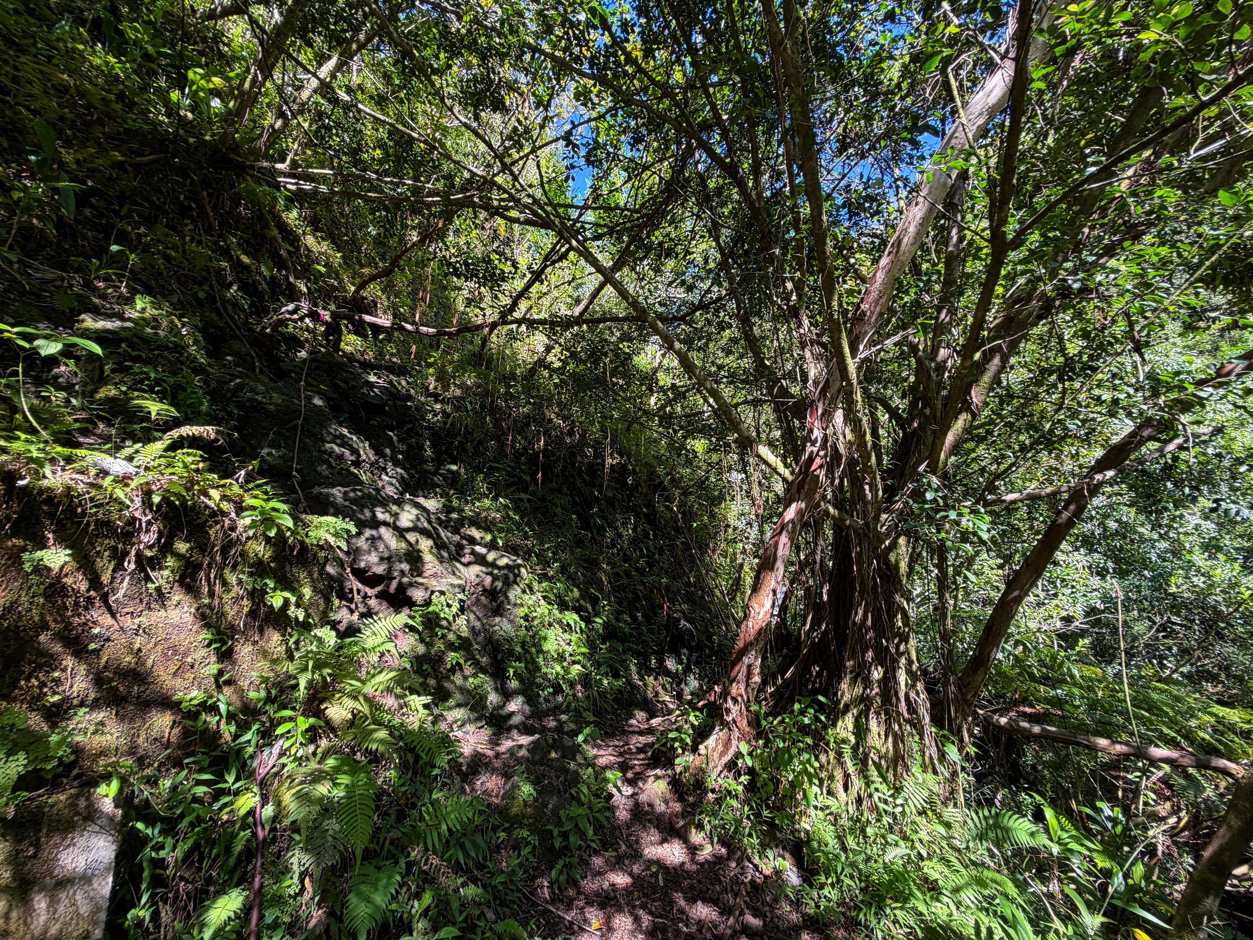 Kaau Crater Trail Ropes Oahu Hawaii