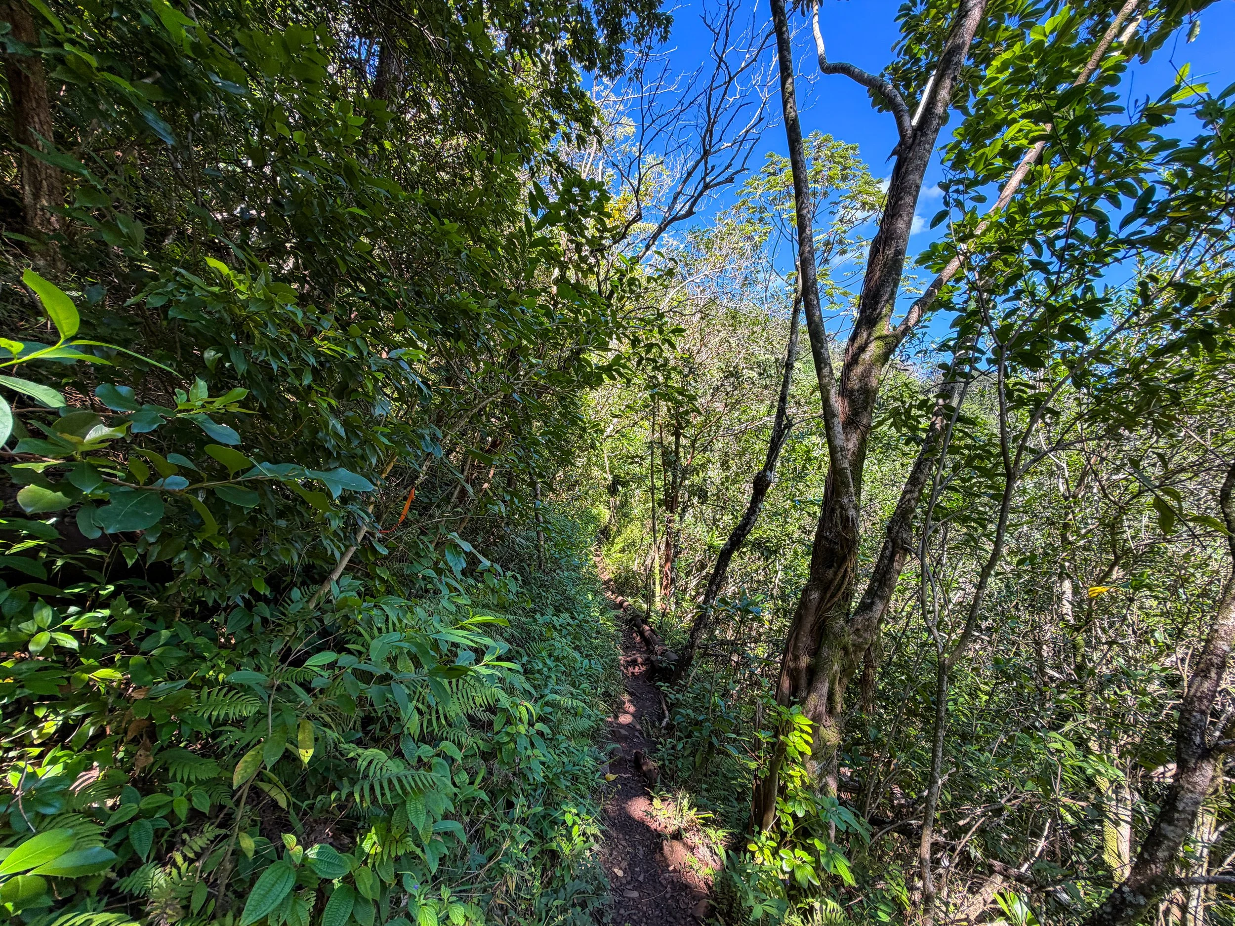 Kaau Crater Loop Trail Oahu Hawaii