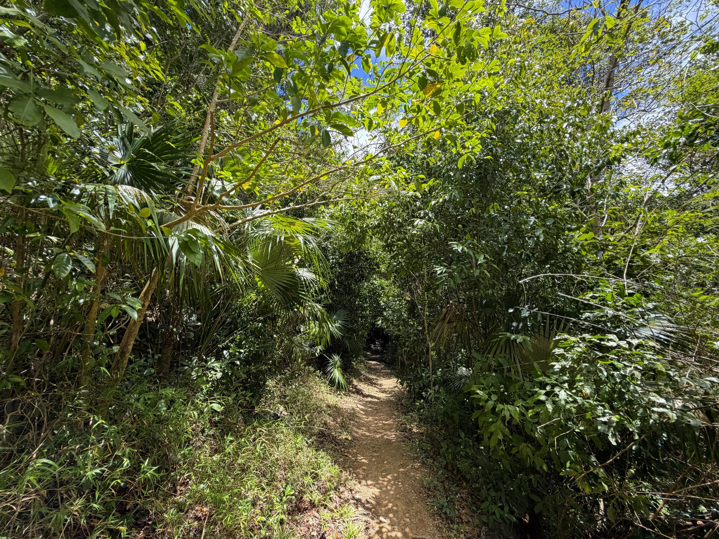 Reef Bay Trail Virgin Islands National Park
