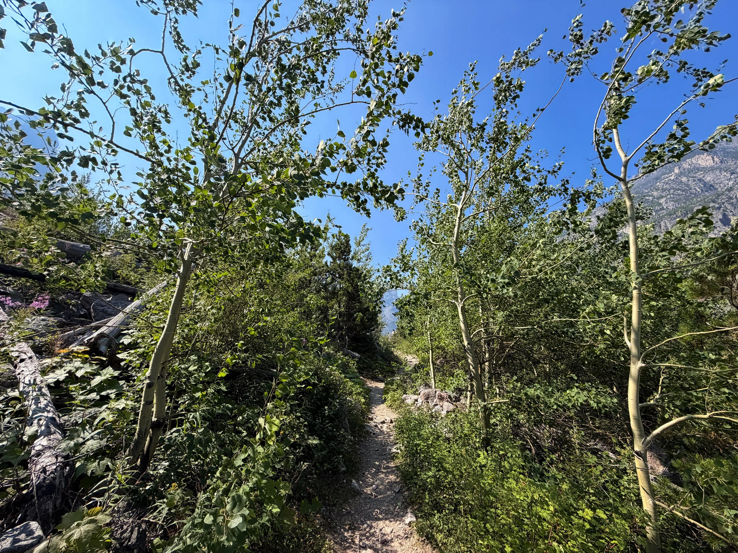 The Beaten Path Trail Beartooth Mountains Montana