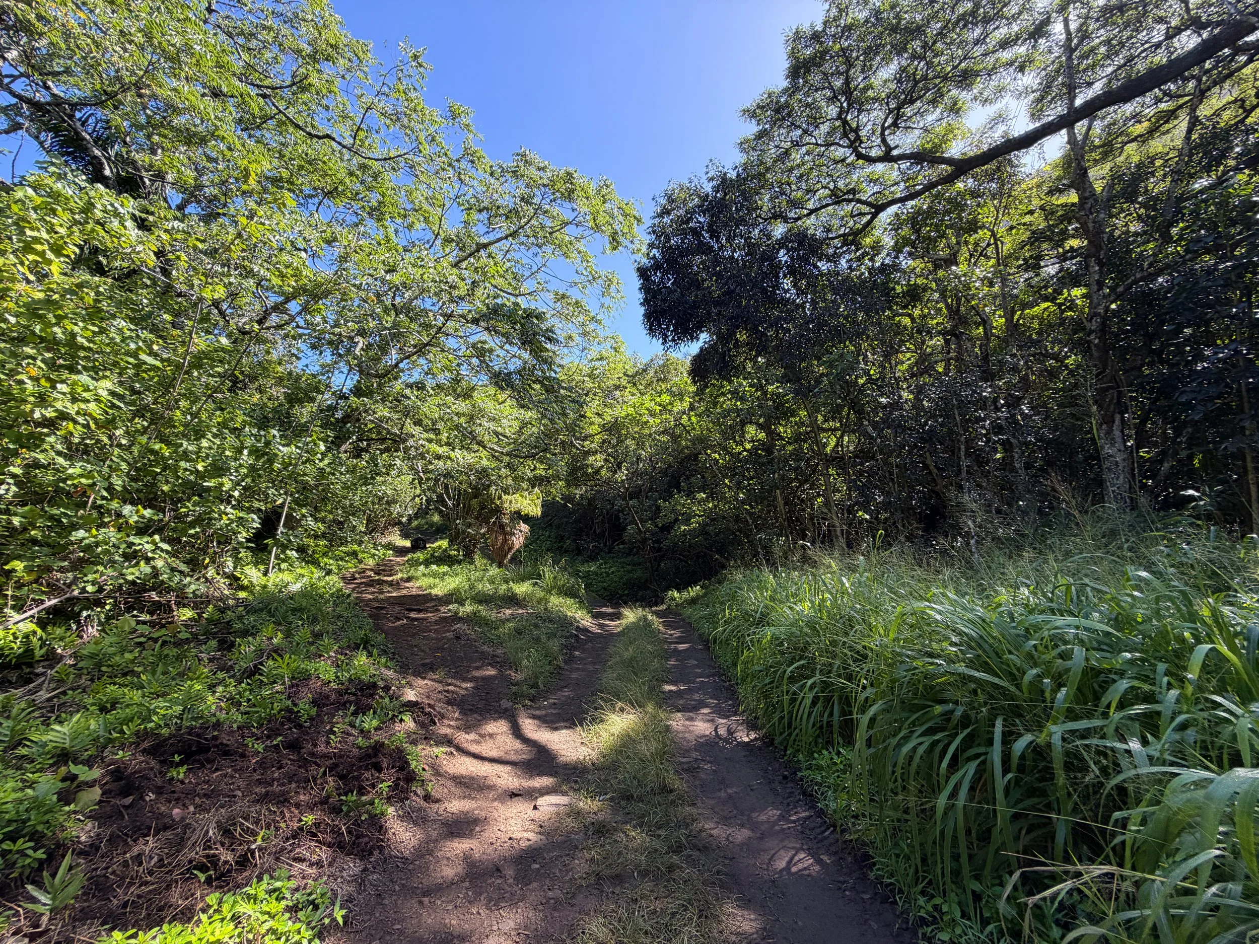 Tripler Ridge Trail via Moanalua Valley Trail Oahu Hawaii