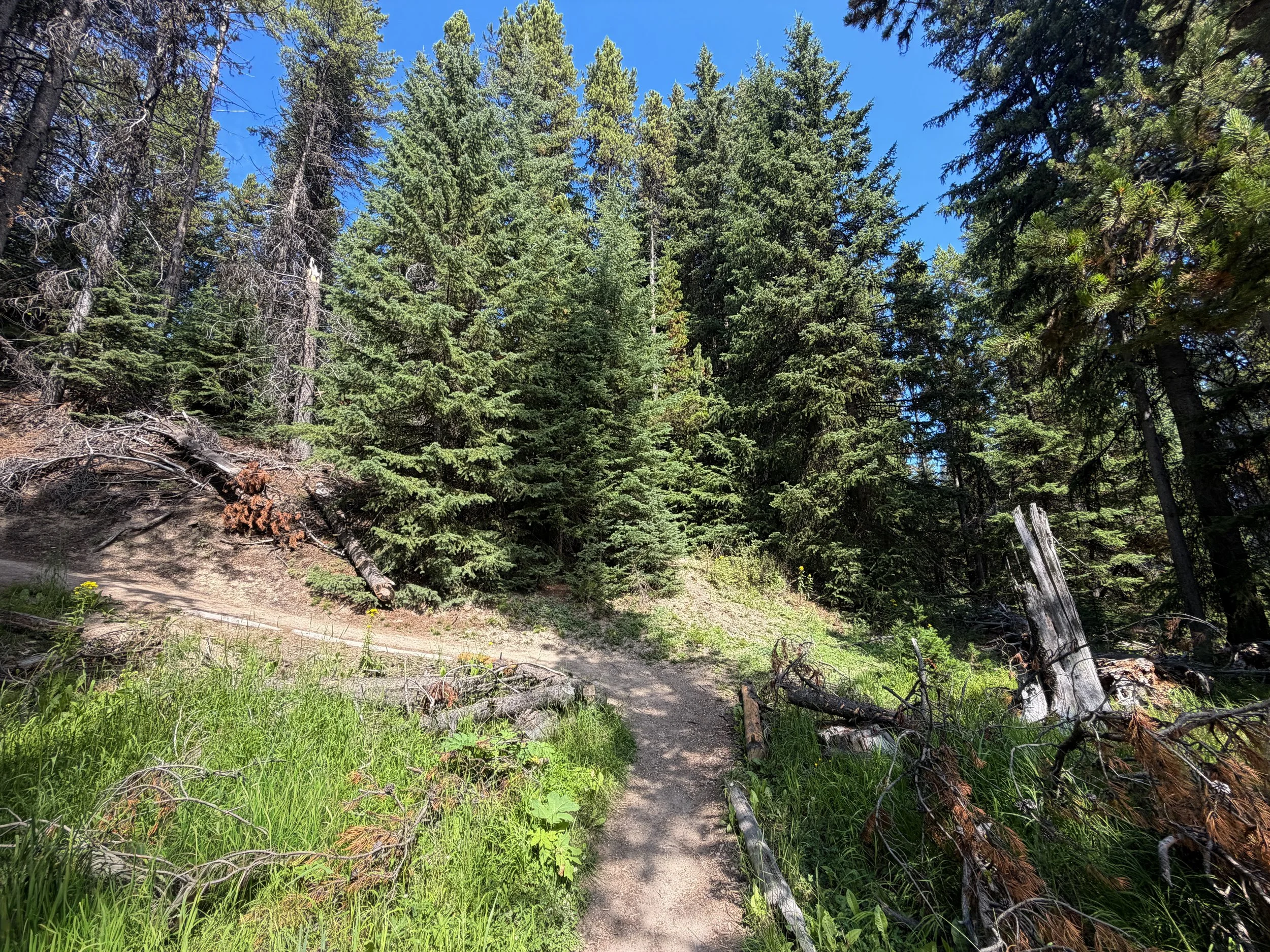 Storm Point Trail Yellowstone National Park Wyoming