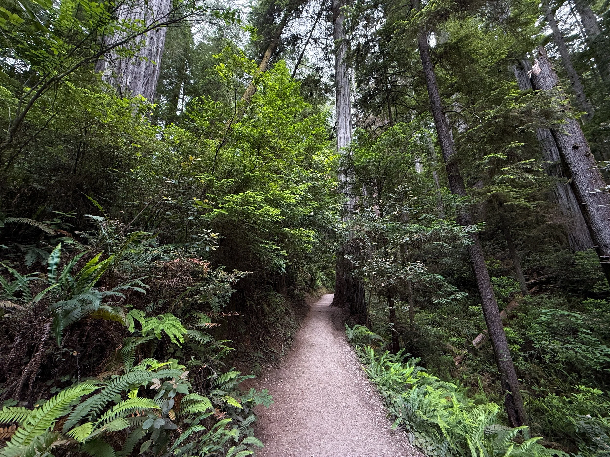 Grove of the Titans Trail Jedediah Smith Redwoods State Park California