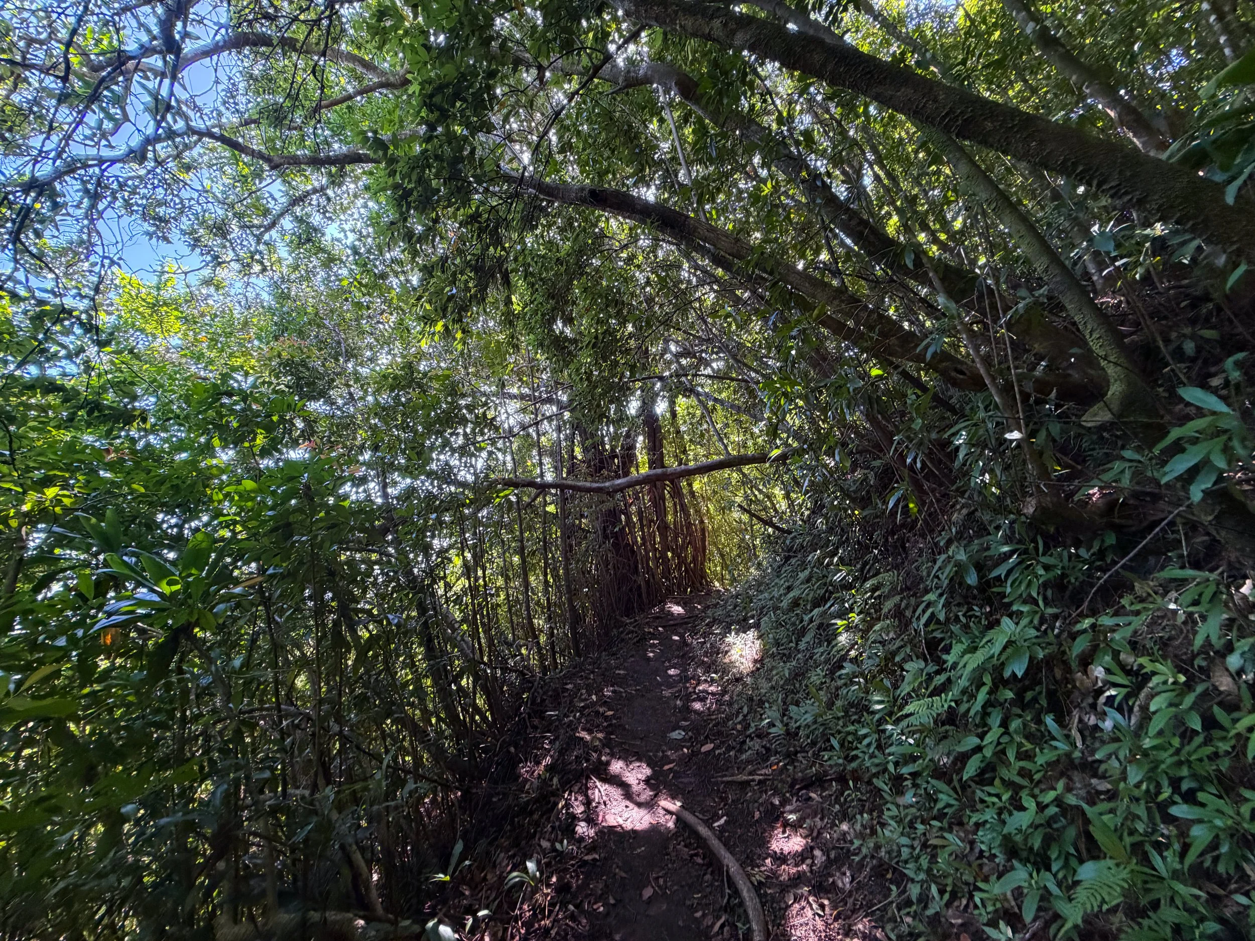 Aihualama Hike Oahu Hawaii