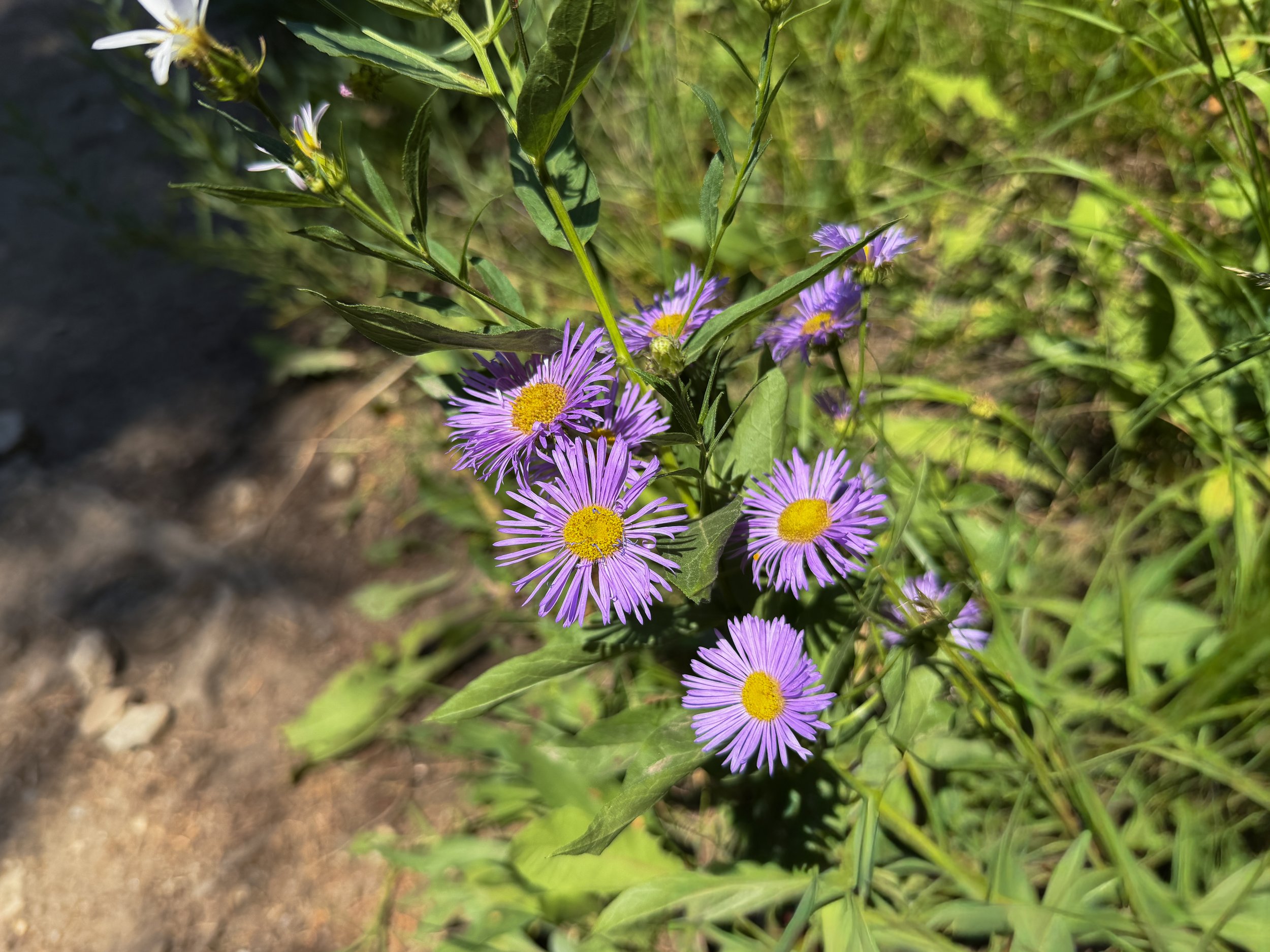 Showy Fleabane Erigeron speciosus