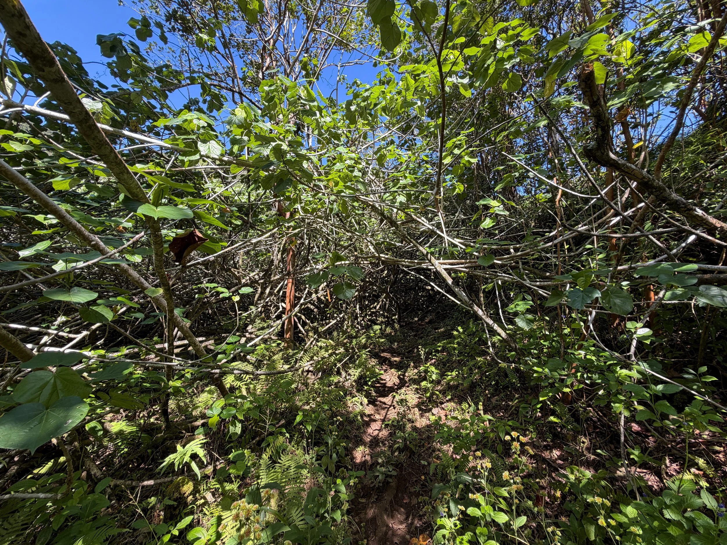 Kulanaahane Hike Oahu Hawaii