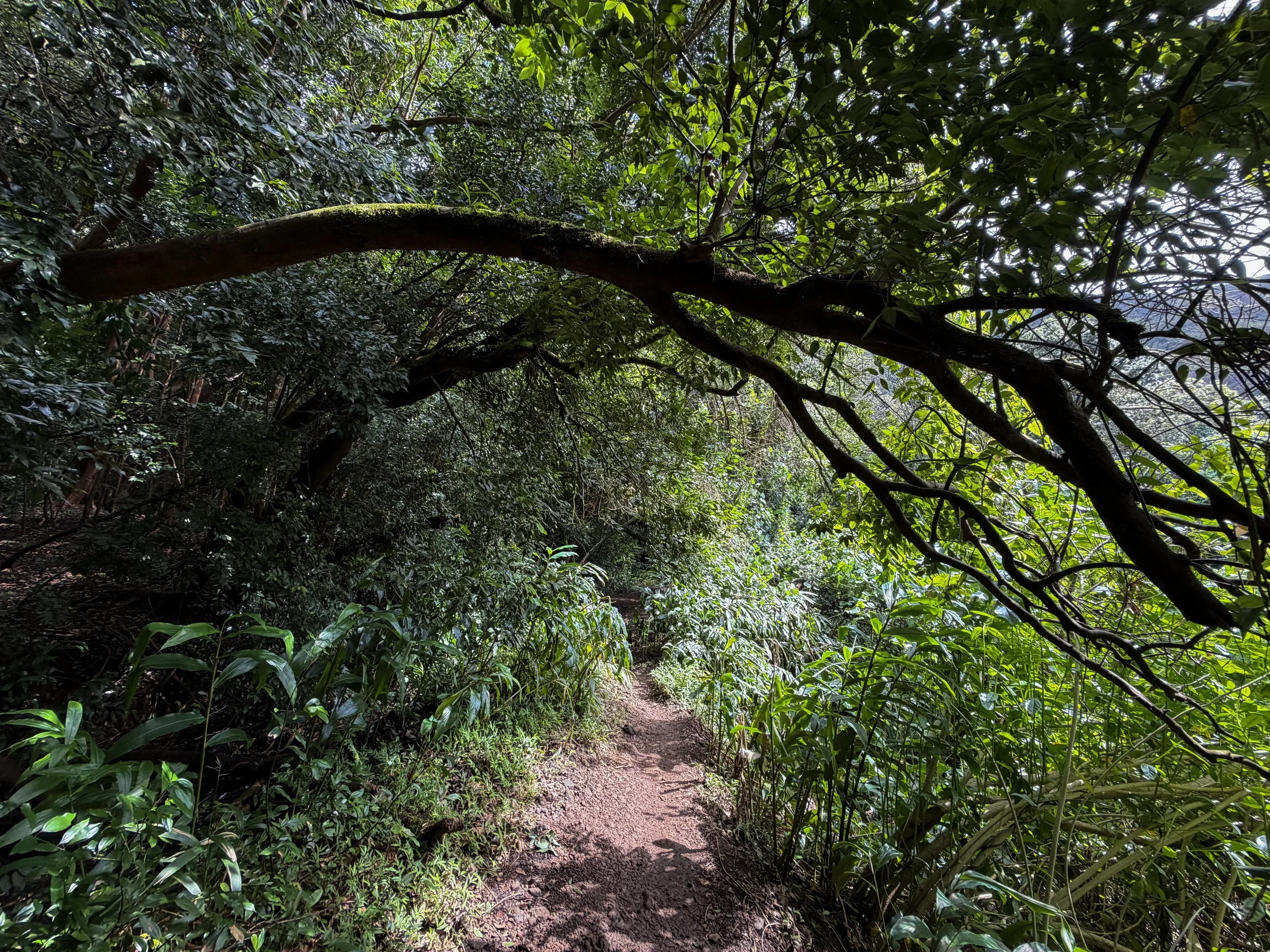 Lulumahu Falls Trail Oahu Hawaii