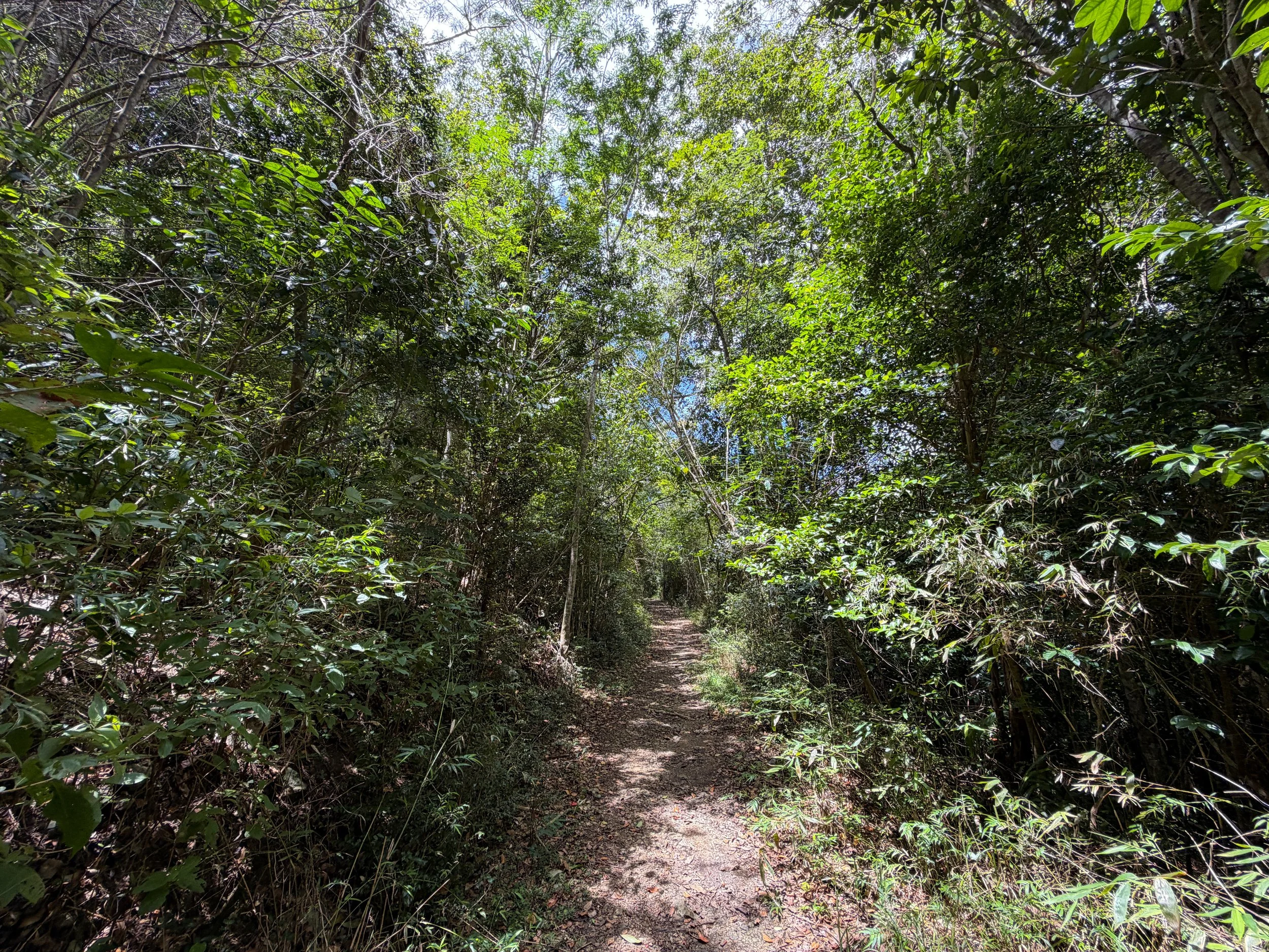LEsperance Trail Virgin Islands National Park