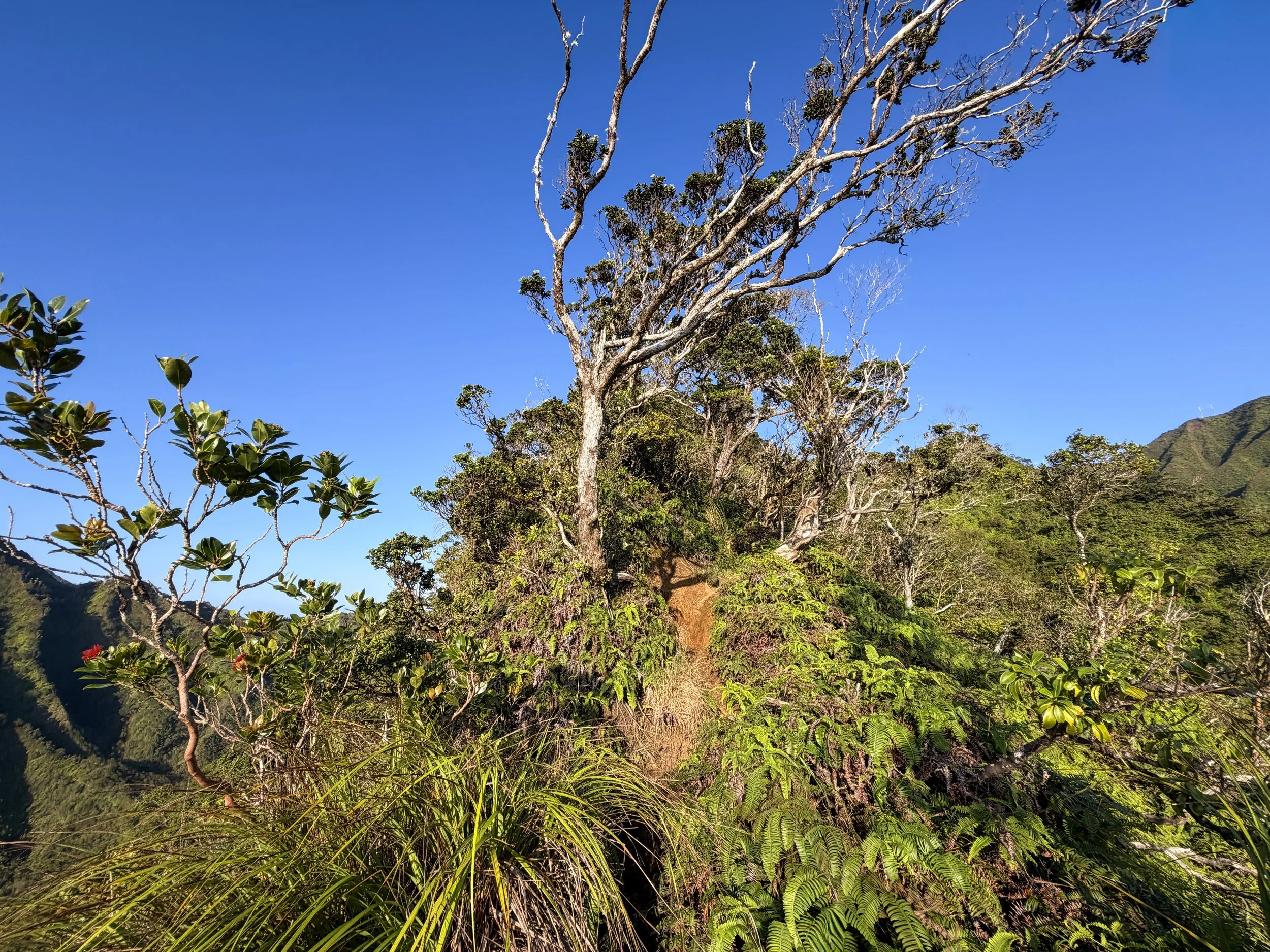 Moanalua Middle Ridge Hike Oahu Hawaii
