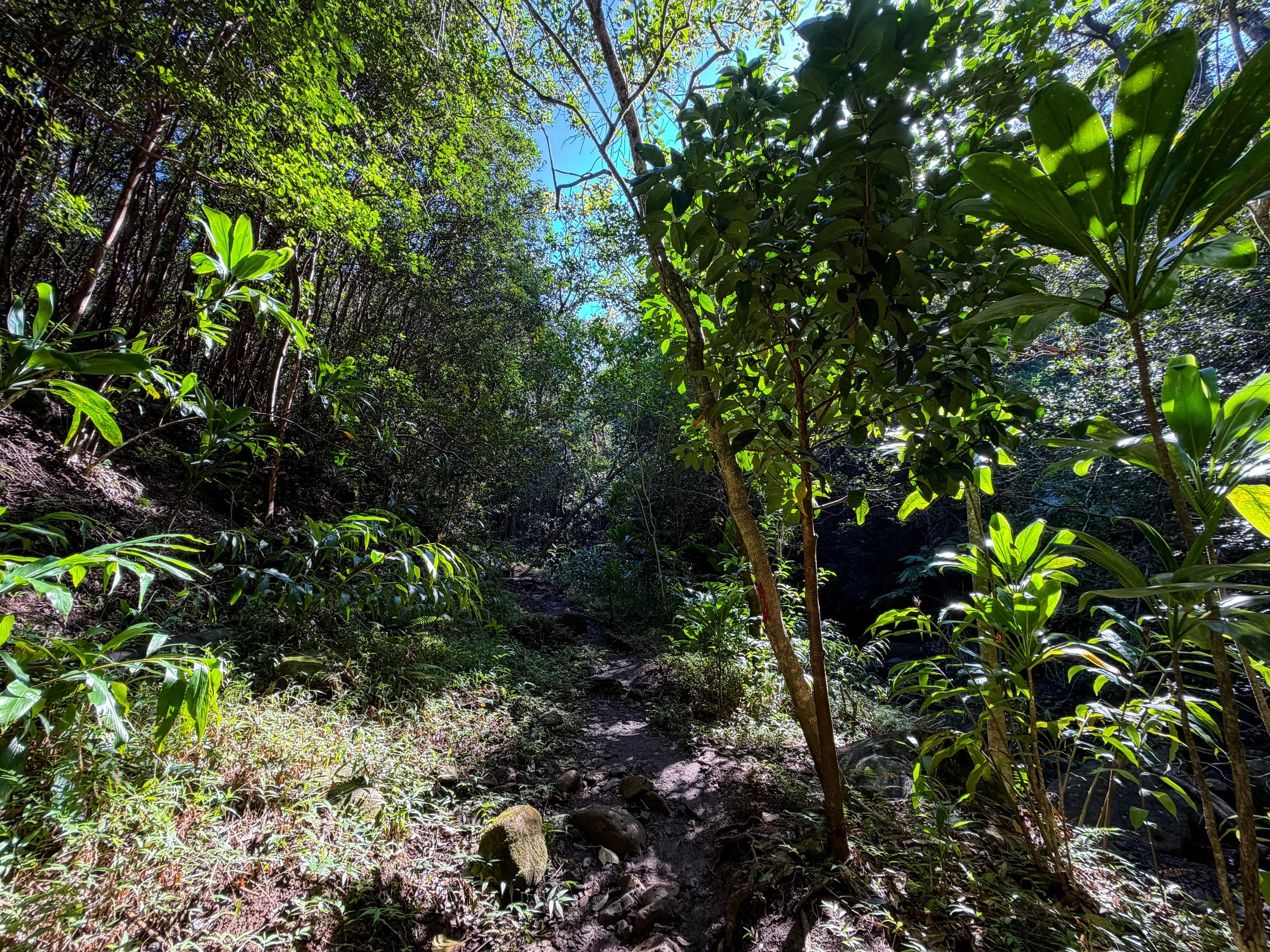 Kaau Crater Hike Oahu Hawaii
