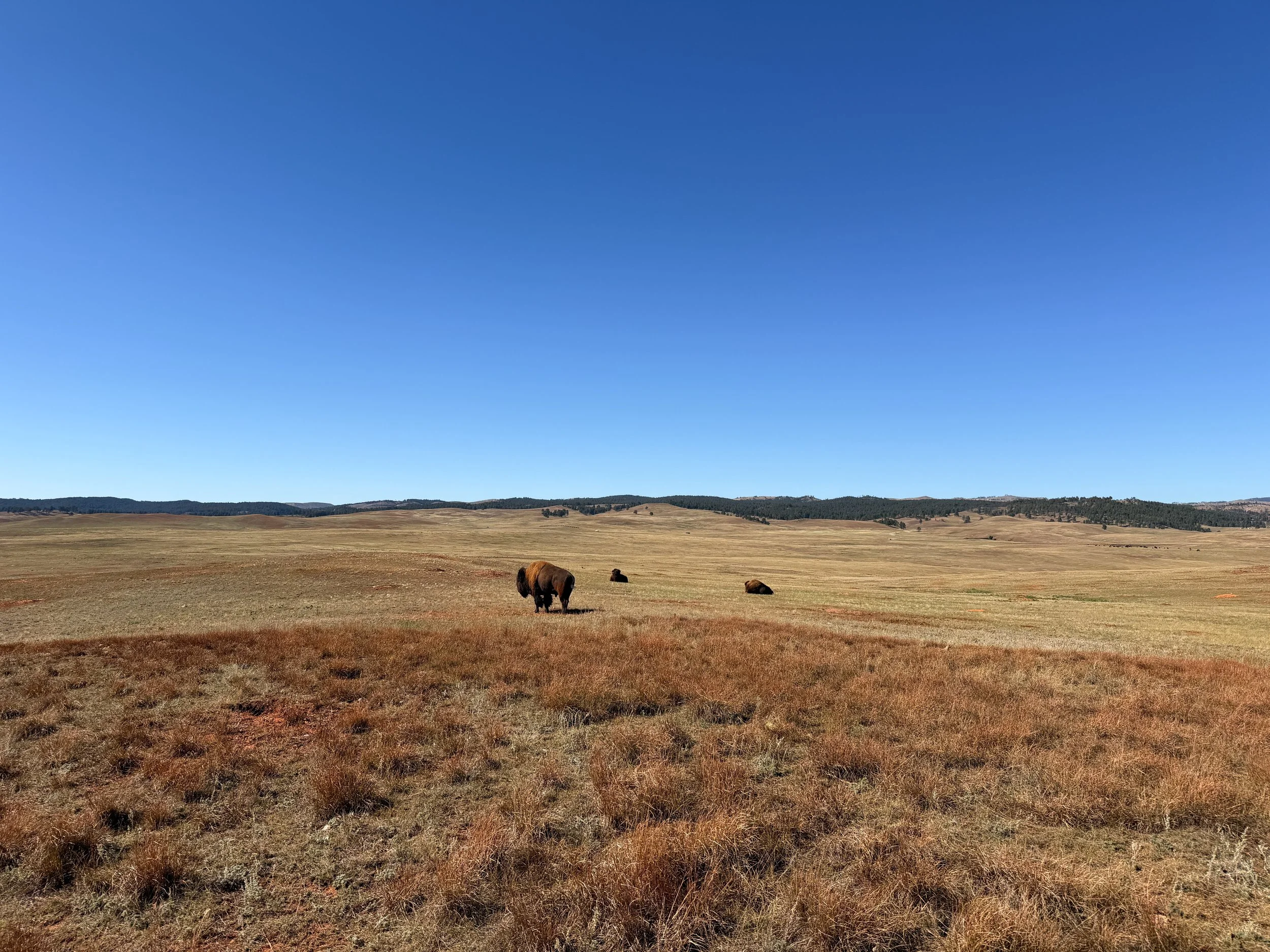 American Bison Wind Cave National Park South Dakota