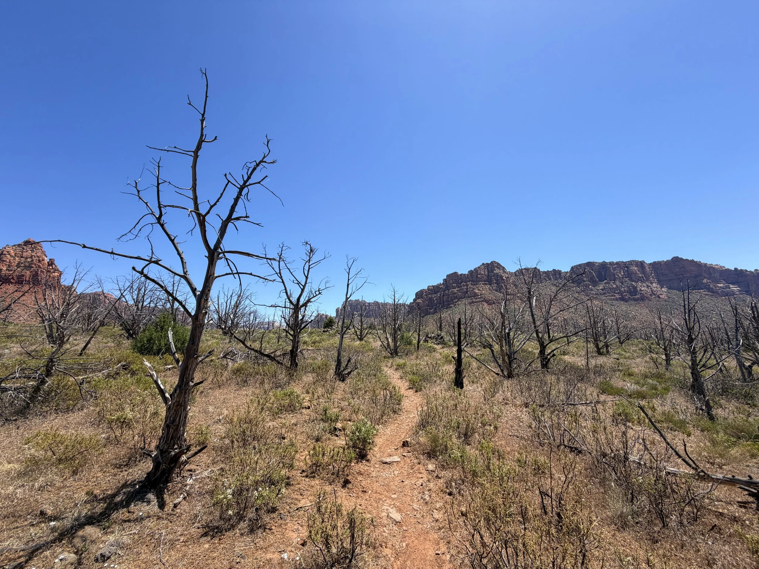 Grapevine Trail Zion National Park Utah